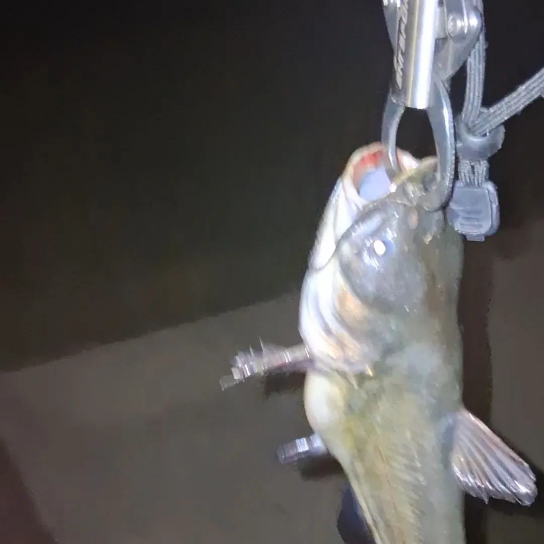 Black bullhead caught on Fishbrain