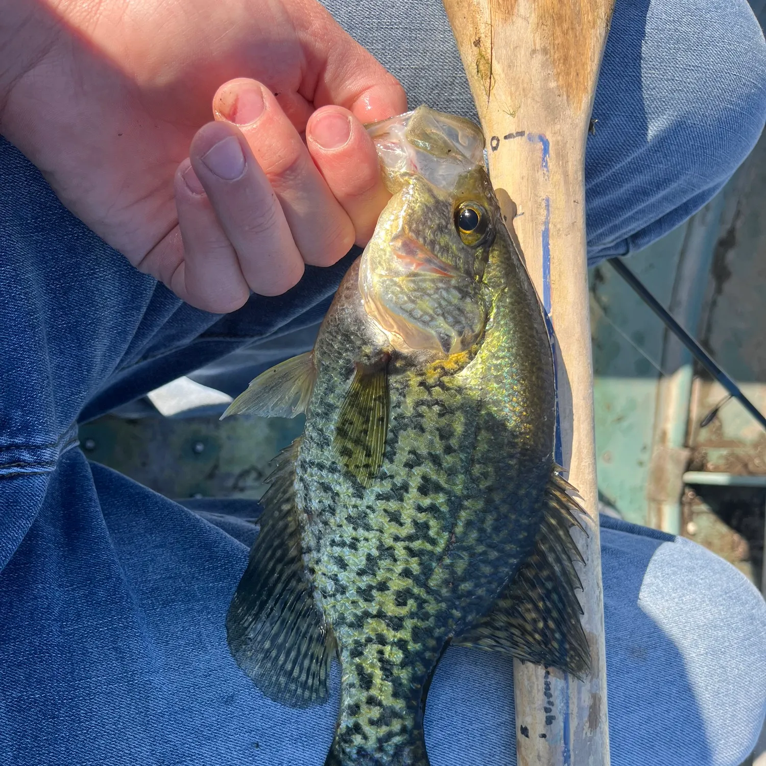Black crappie caught on Fishbrain