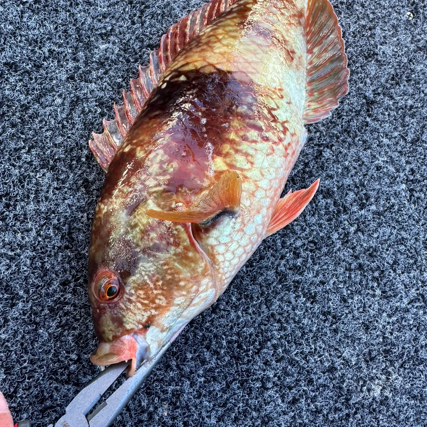 The most recent Blue-throated wrasse catches on Fishbrain