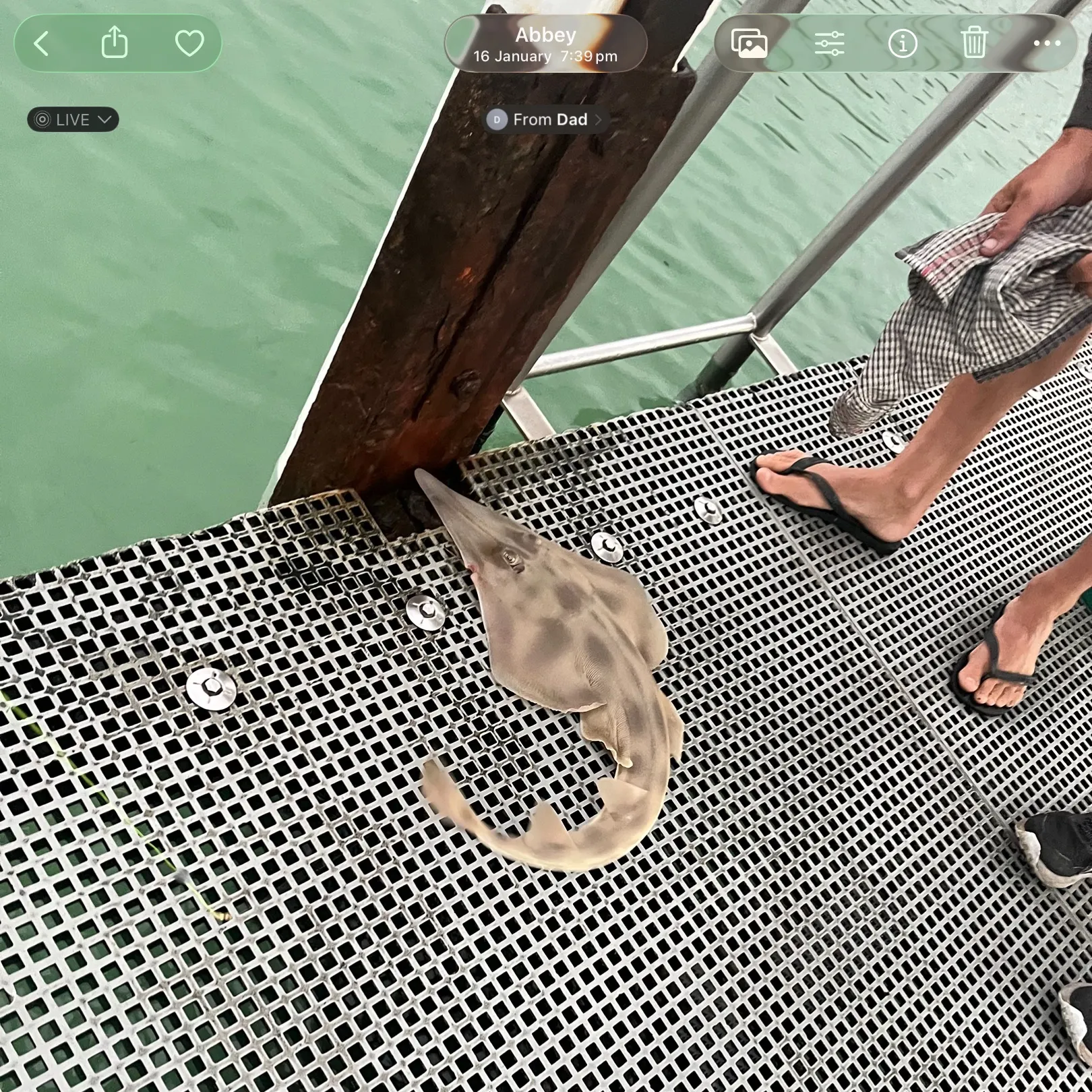 recently logged catches