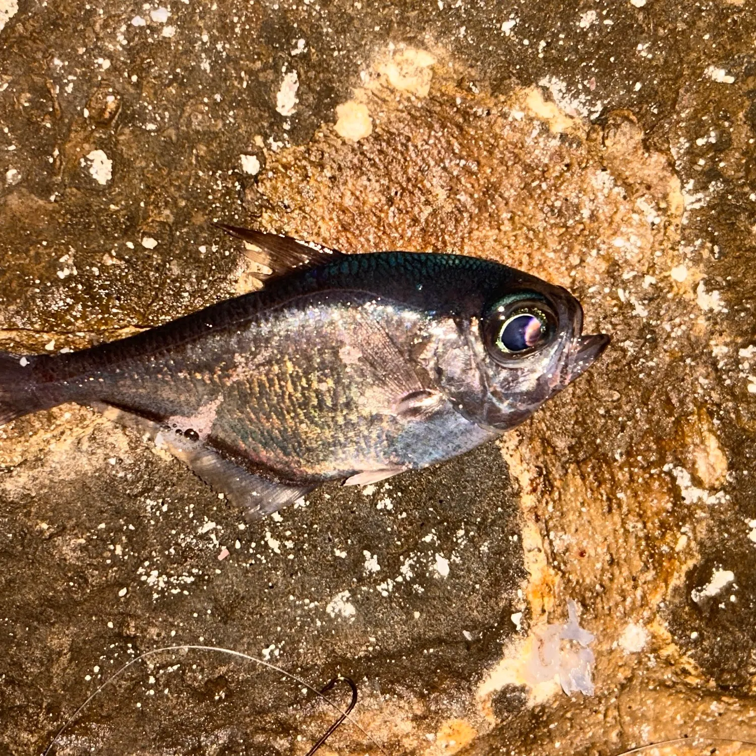The most recent Glassy sweeper catches on Fishbrain