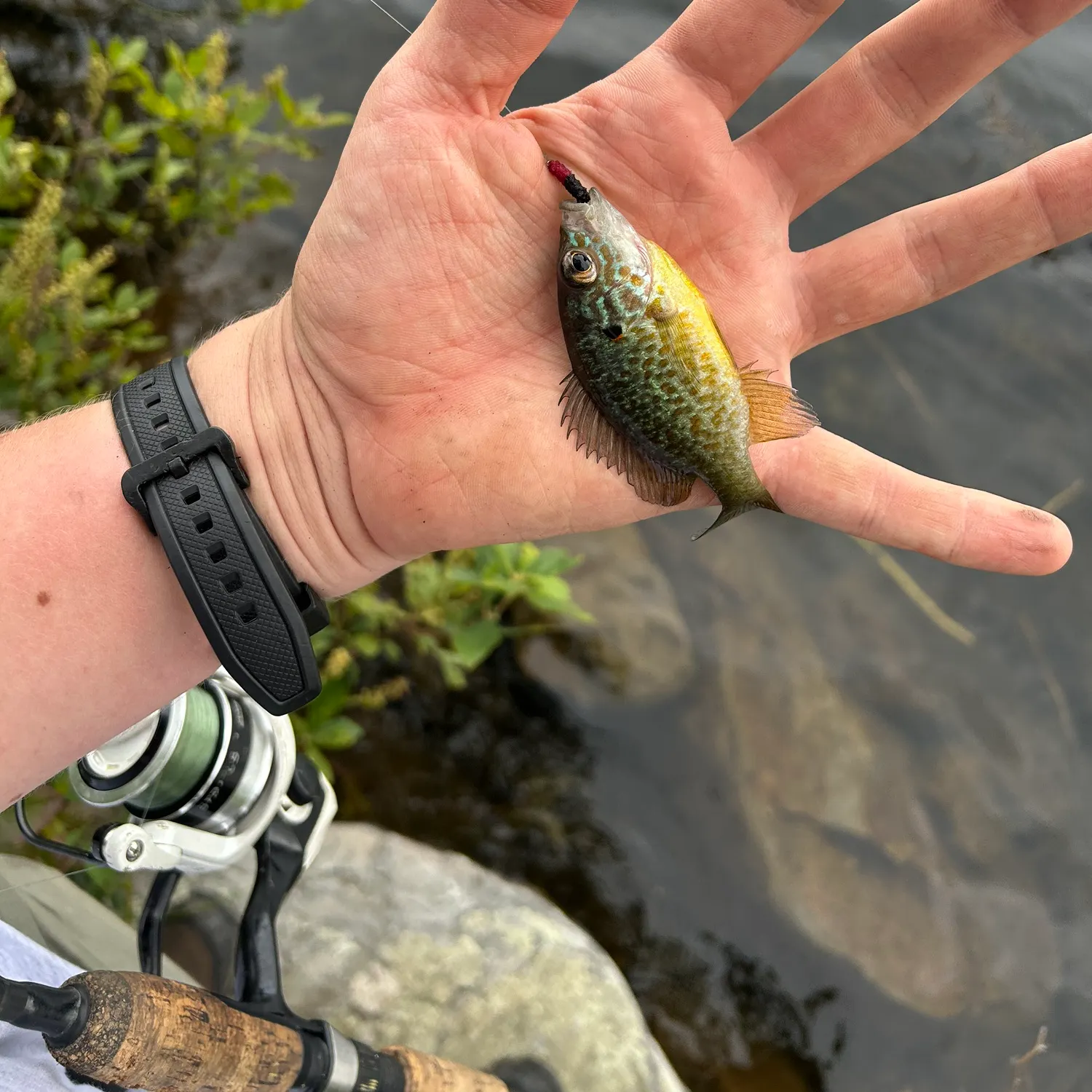 Pumpkinseed caught on Fishbrain