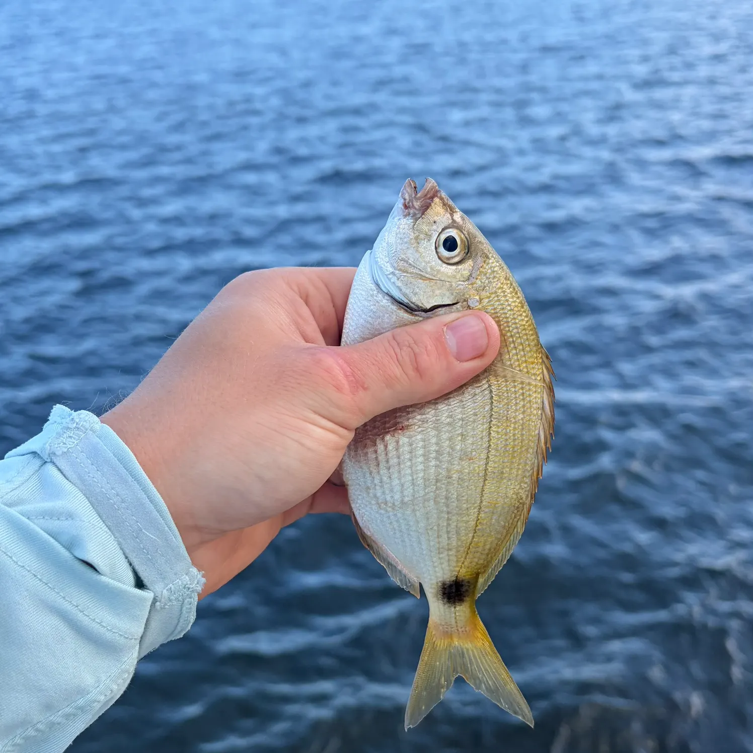 The most recent Spottail seabream catches on Fishbrain