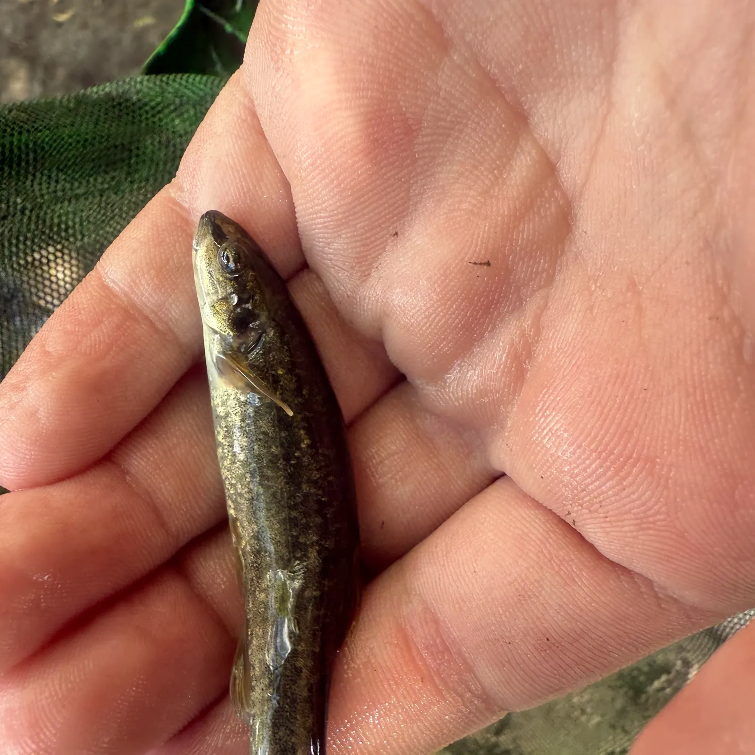 The most recent Speckled dace catches on Fishbrain