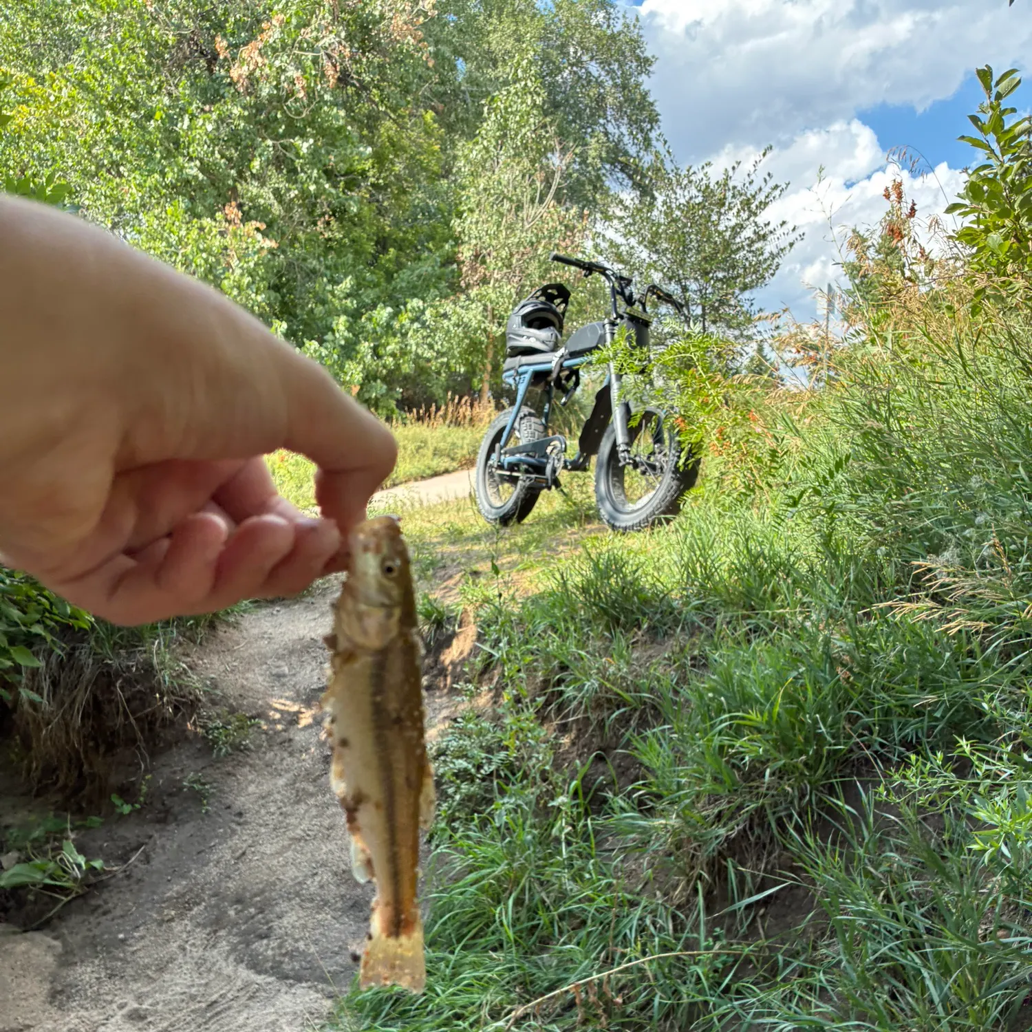 Creek chub caught on Fishbrain