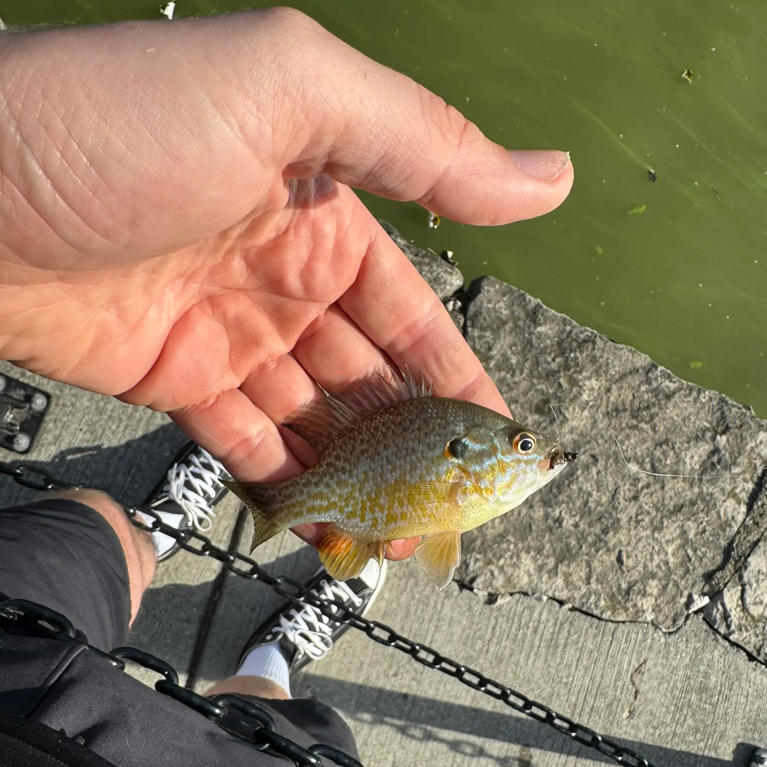 Greengill hybrid caught on Fishbrain