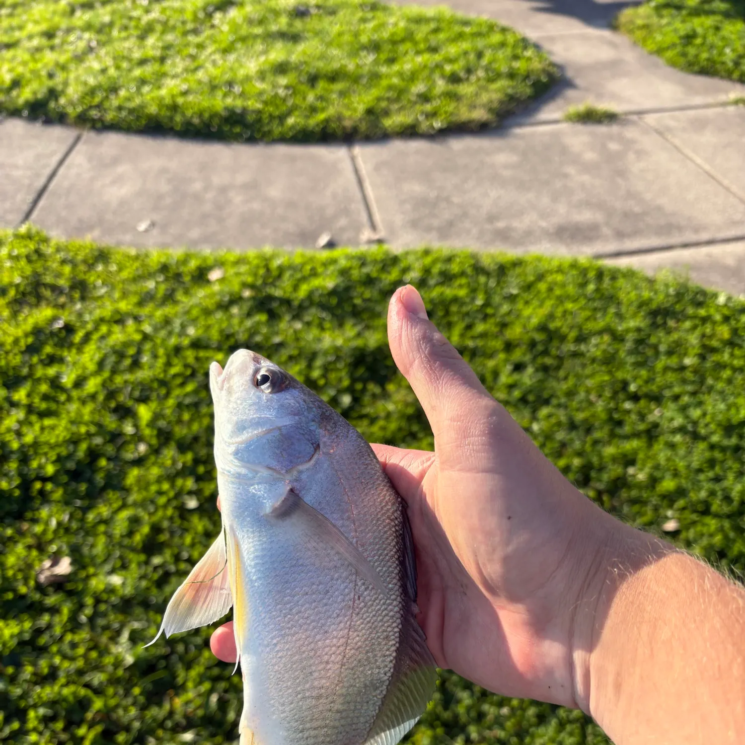 Freshwater drum caught on Fishbrain
