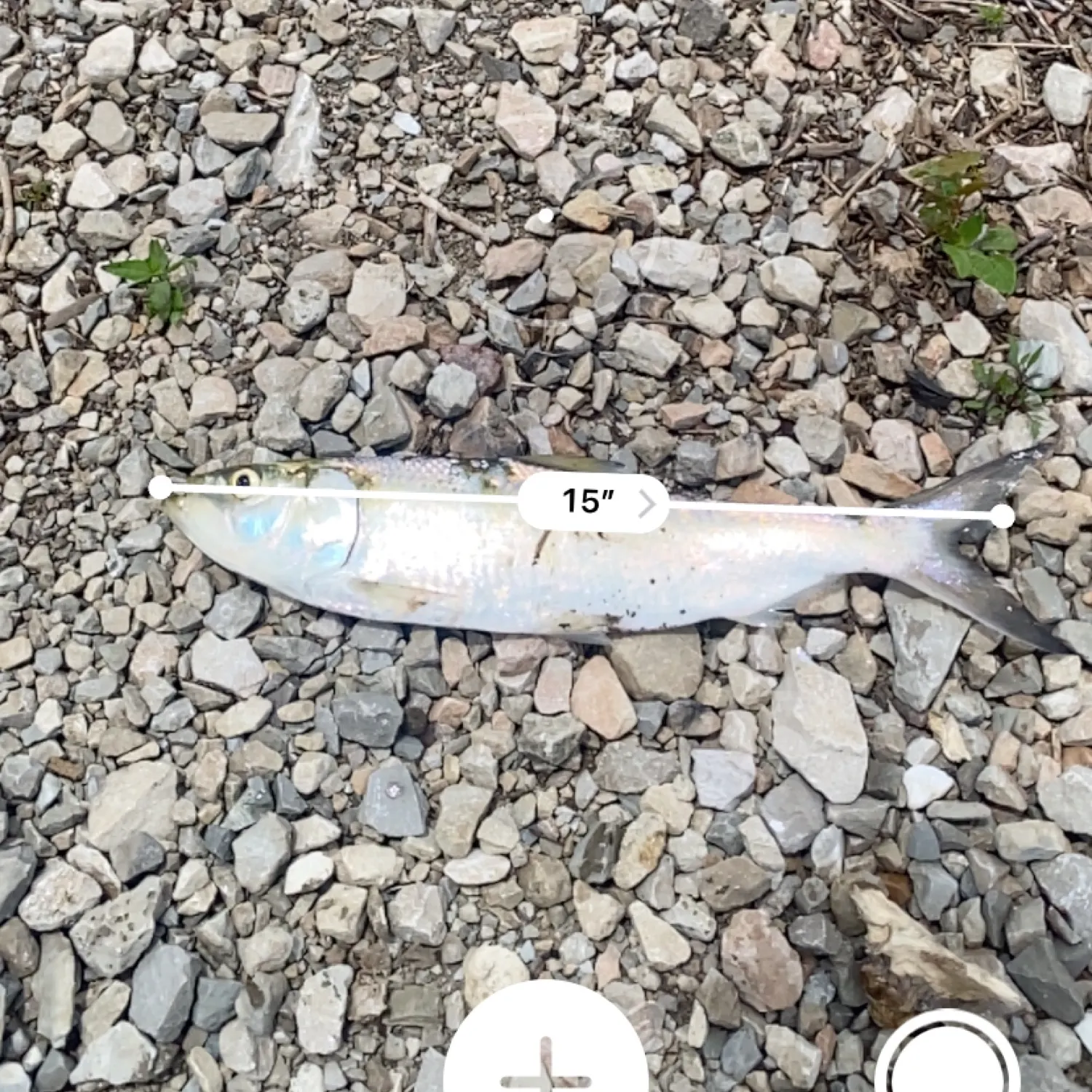 most liked catch image