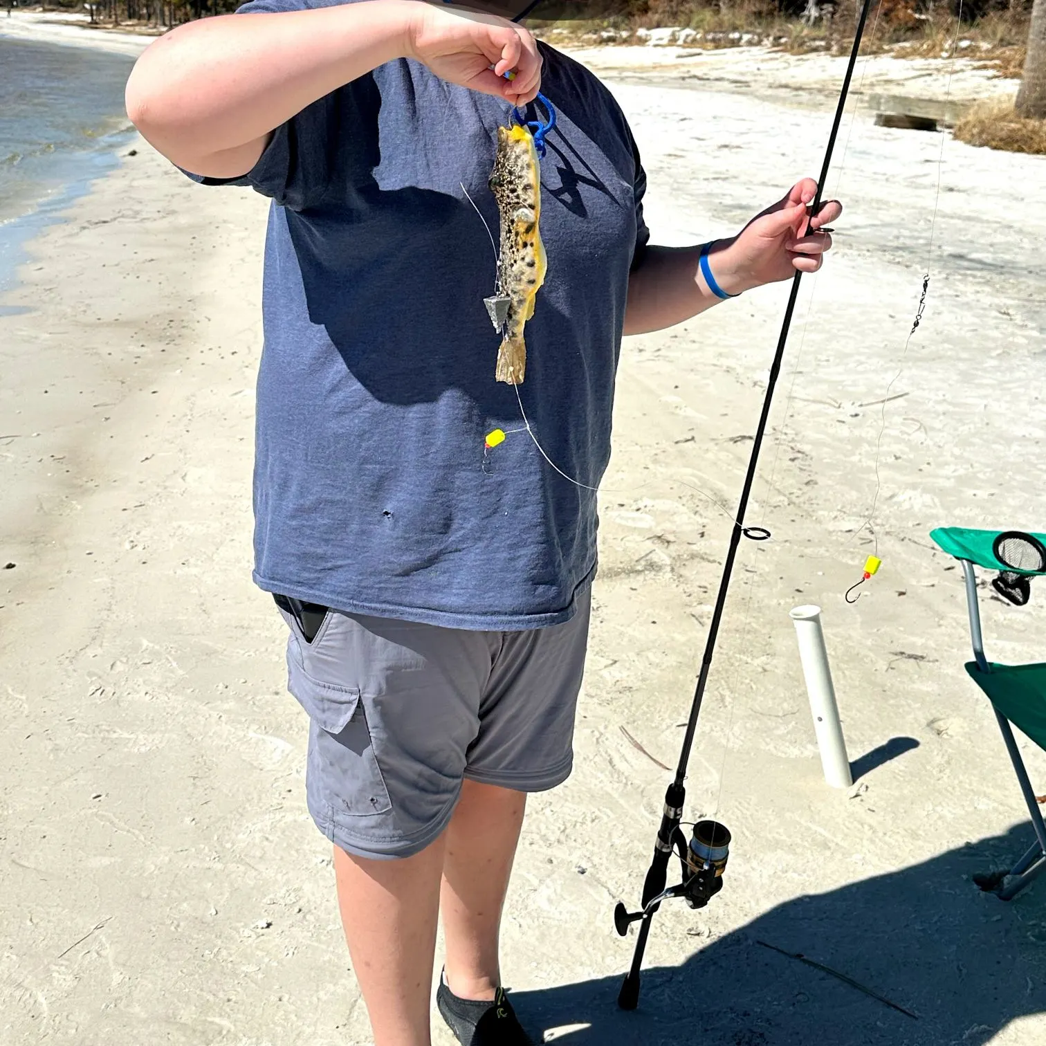 Southern puffer caught on Fishbrain