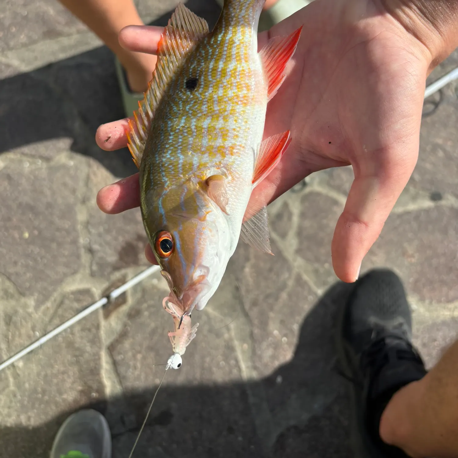 The most recent Mutton snapper catches on Fishbrain