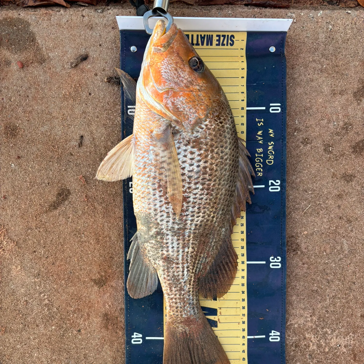 The most recent Moses perch catches on Fishbrain