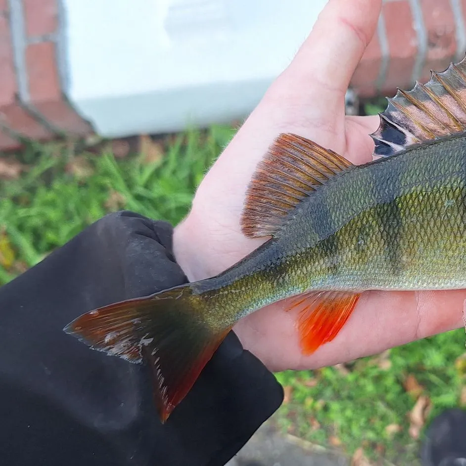 European perch caught on Fishbrain