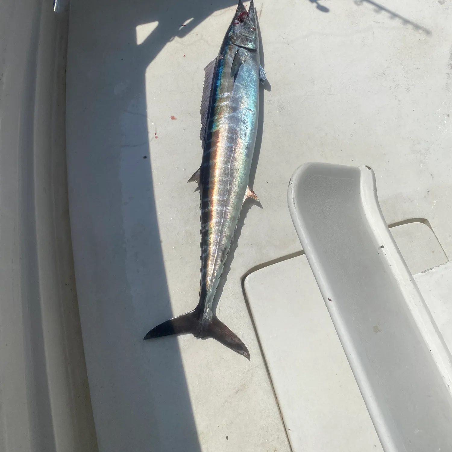 Wahoo caught on Fishbrain