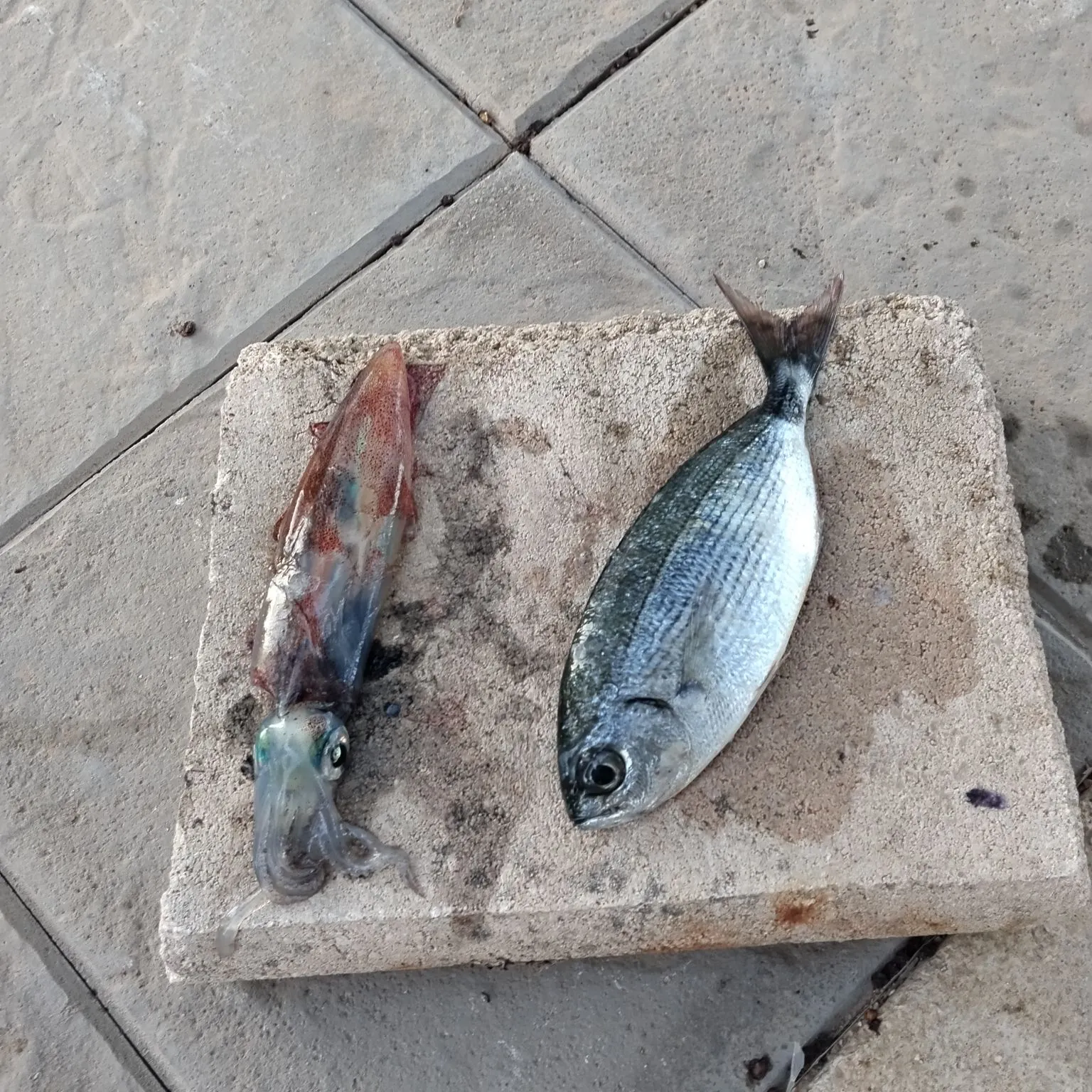 Saddled seabream caught on Fishbrain