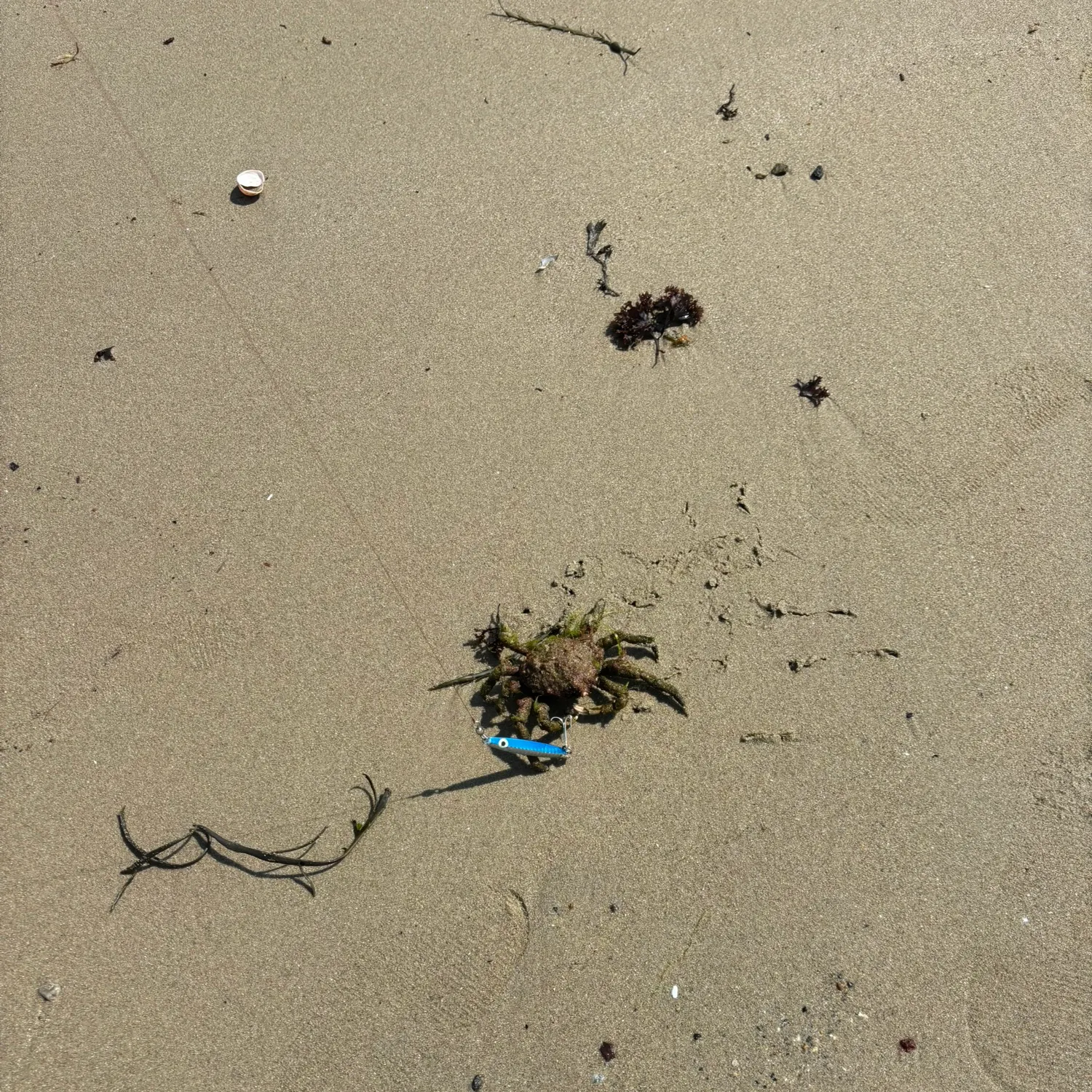 The most recent Blue swimmer crab catches on Fishbrain