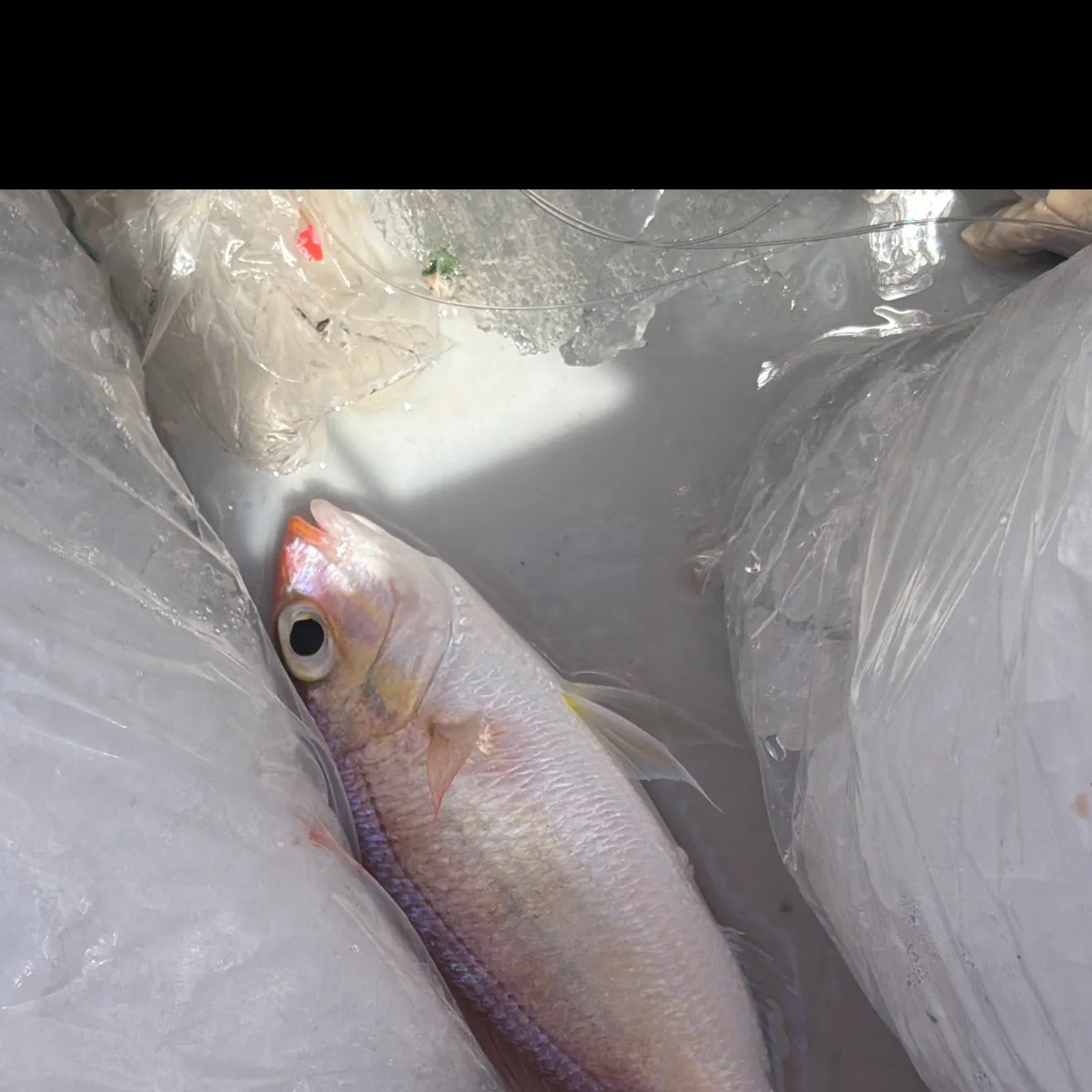 The most recent Panga seabream catches on Fishbrain