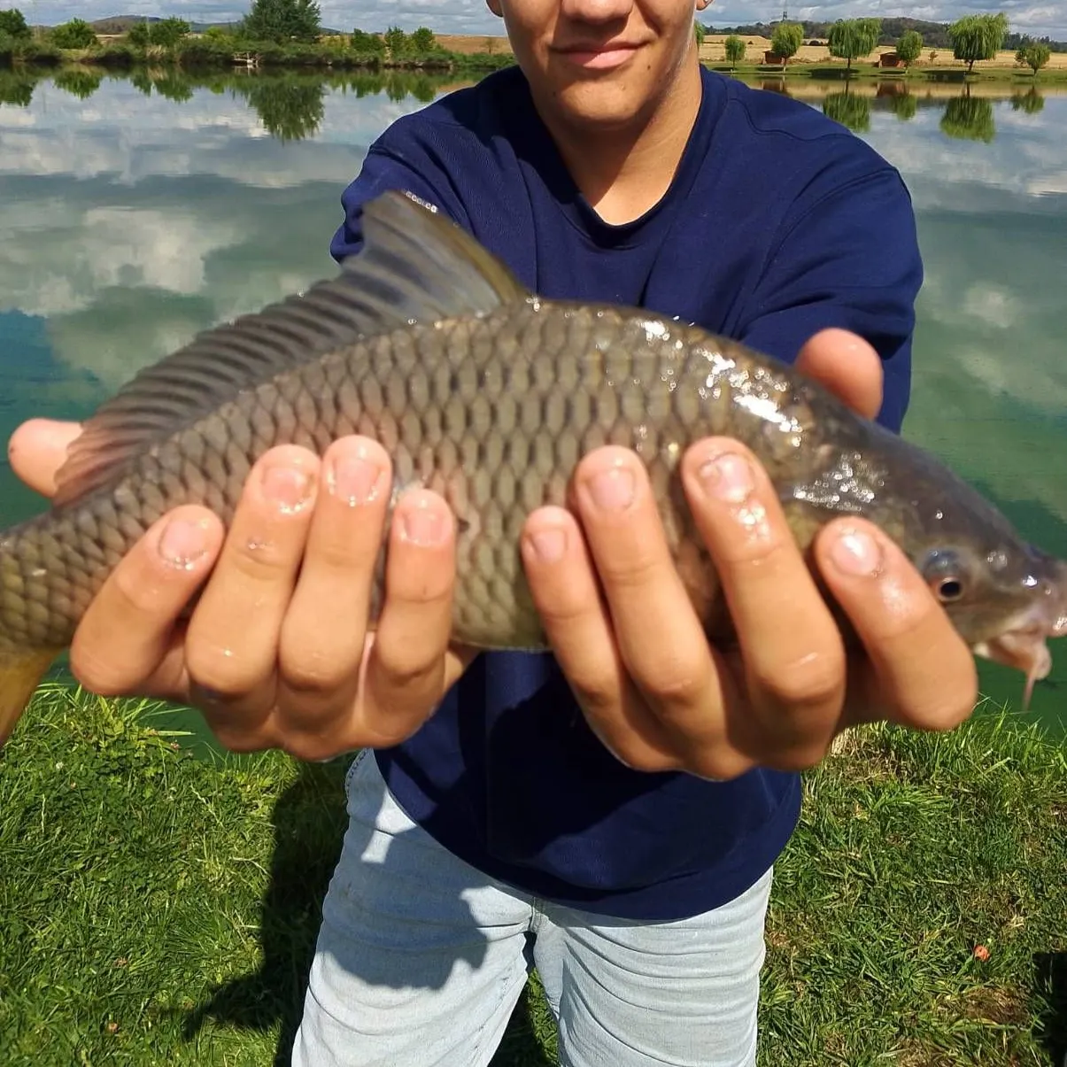 Common carp caught on Fishbrain