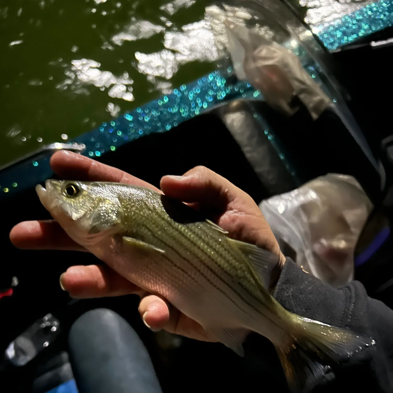 White bass caught on Fishbrain