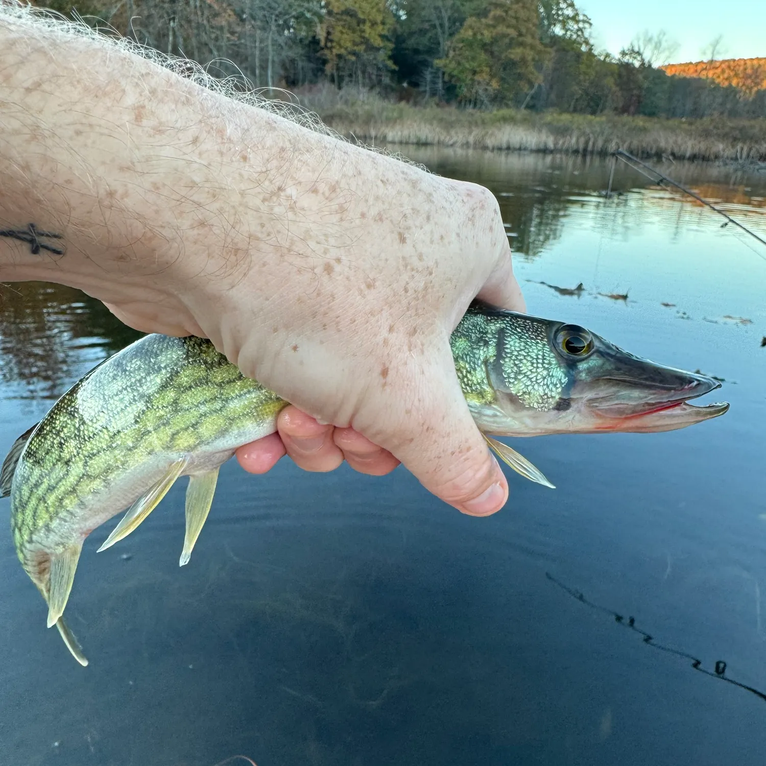 Chain pickerel caught on Fishbrain