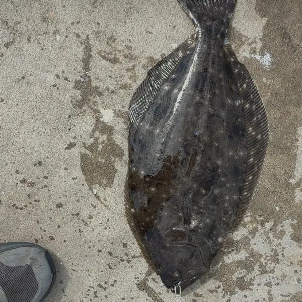 Southern flounder caught on Fishbrain