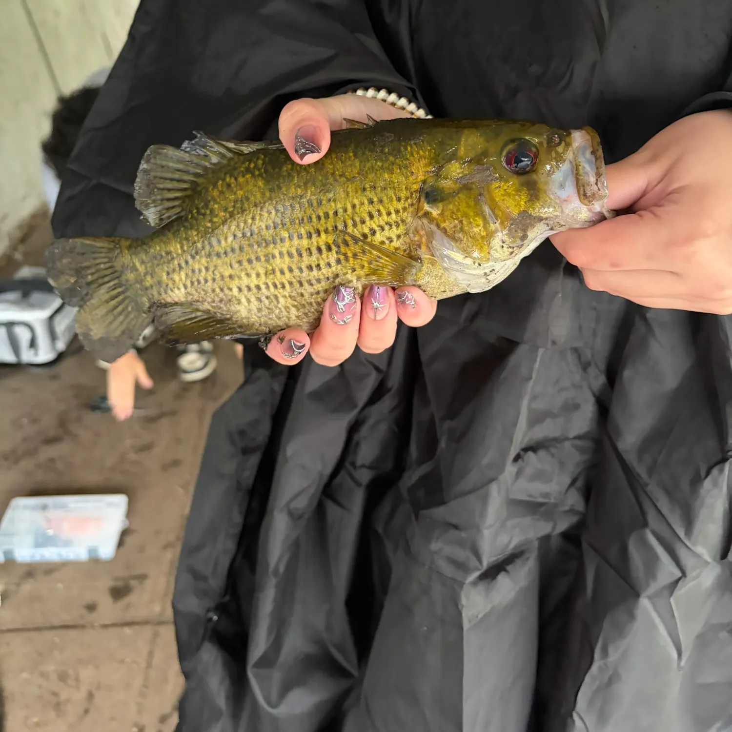 Rock bass caught on Fishbrain
