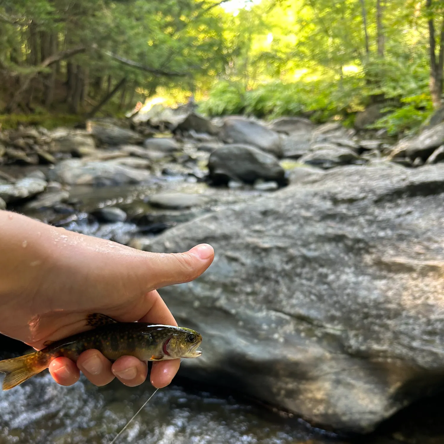 Brook trout caught on Fishbrain