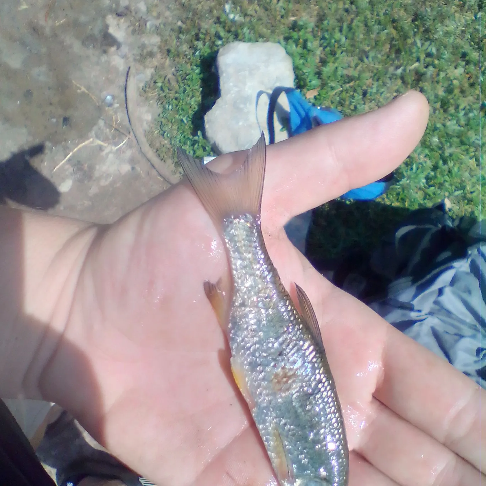 The most recent Whitetail shiner catches on Fishbrain
