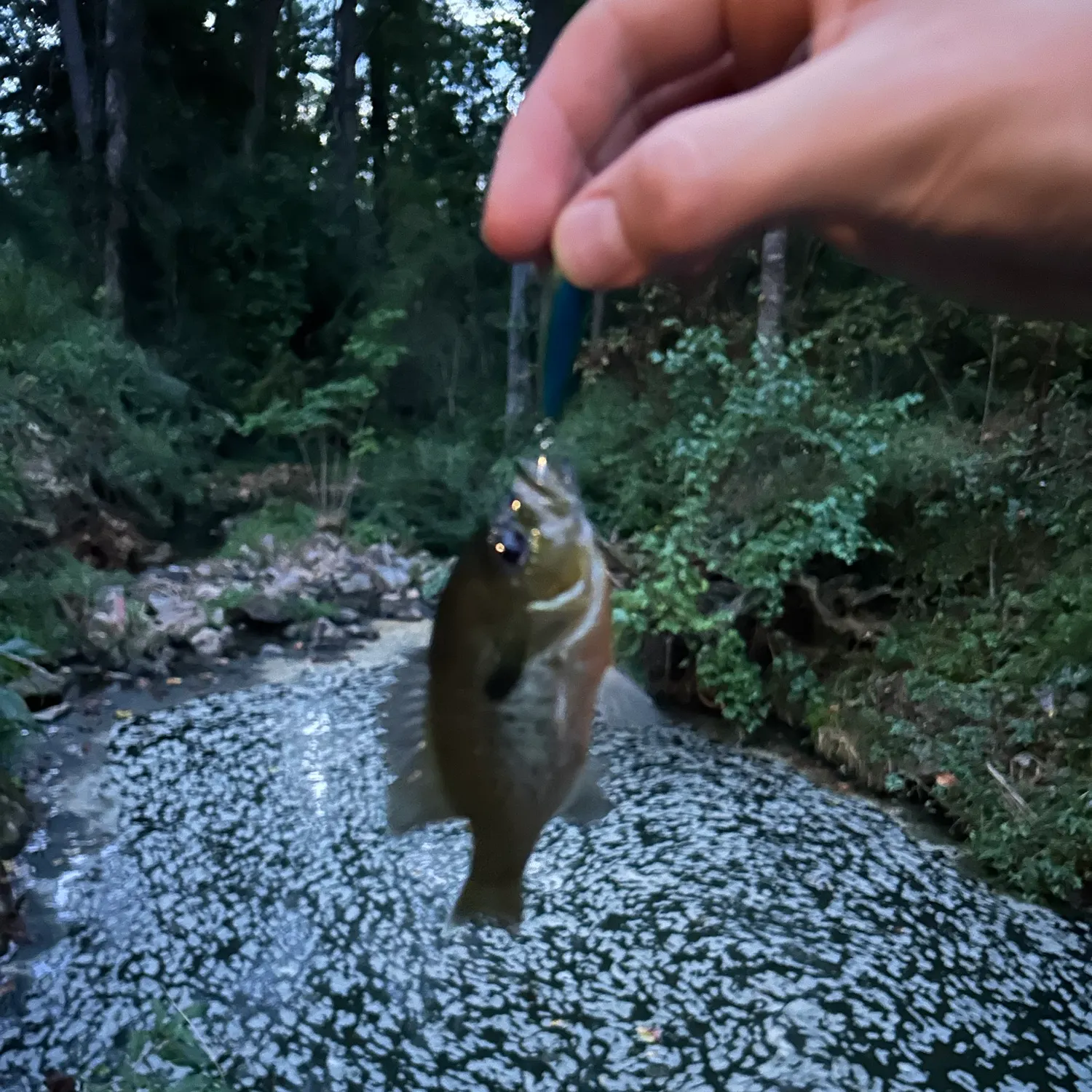 Redbreast sunfish caught on Fishbrain