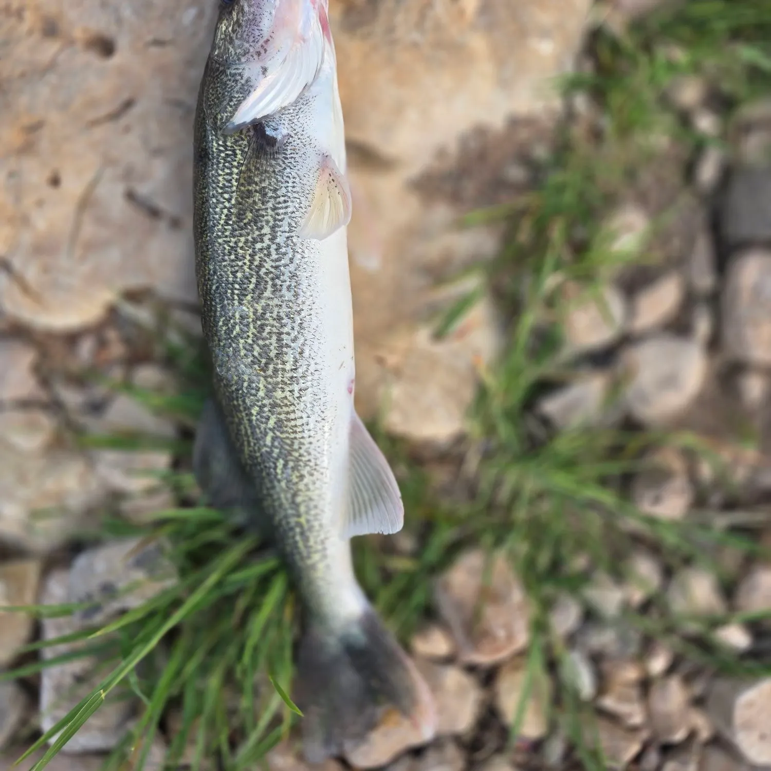 The most recent Walleye catches on Fishbrain