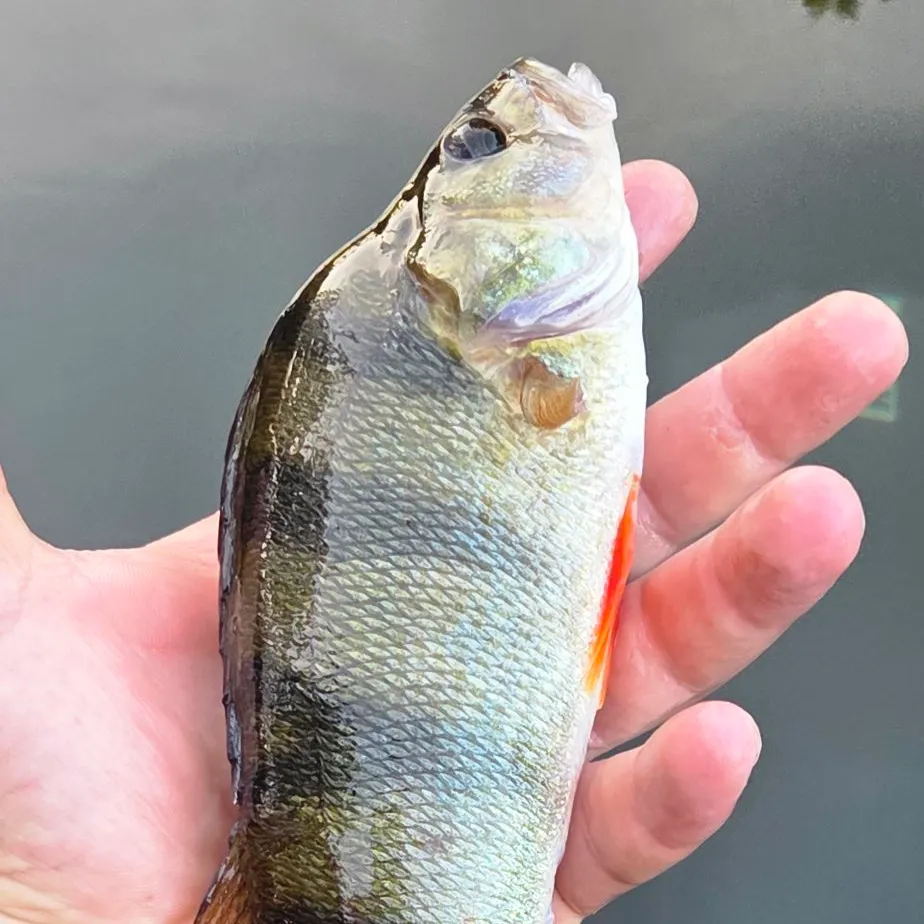 European perch caught on Fishbrain