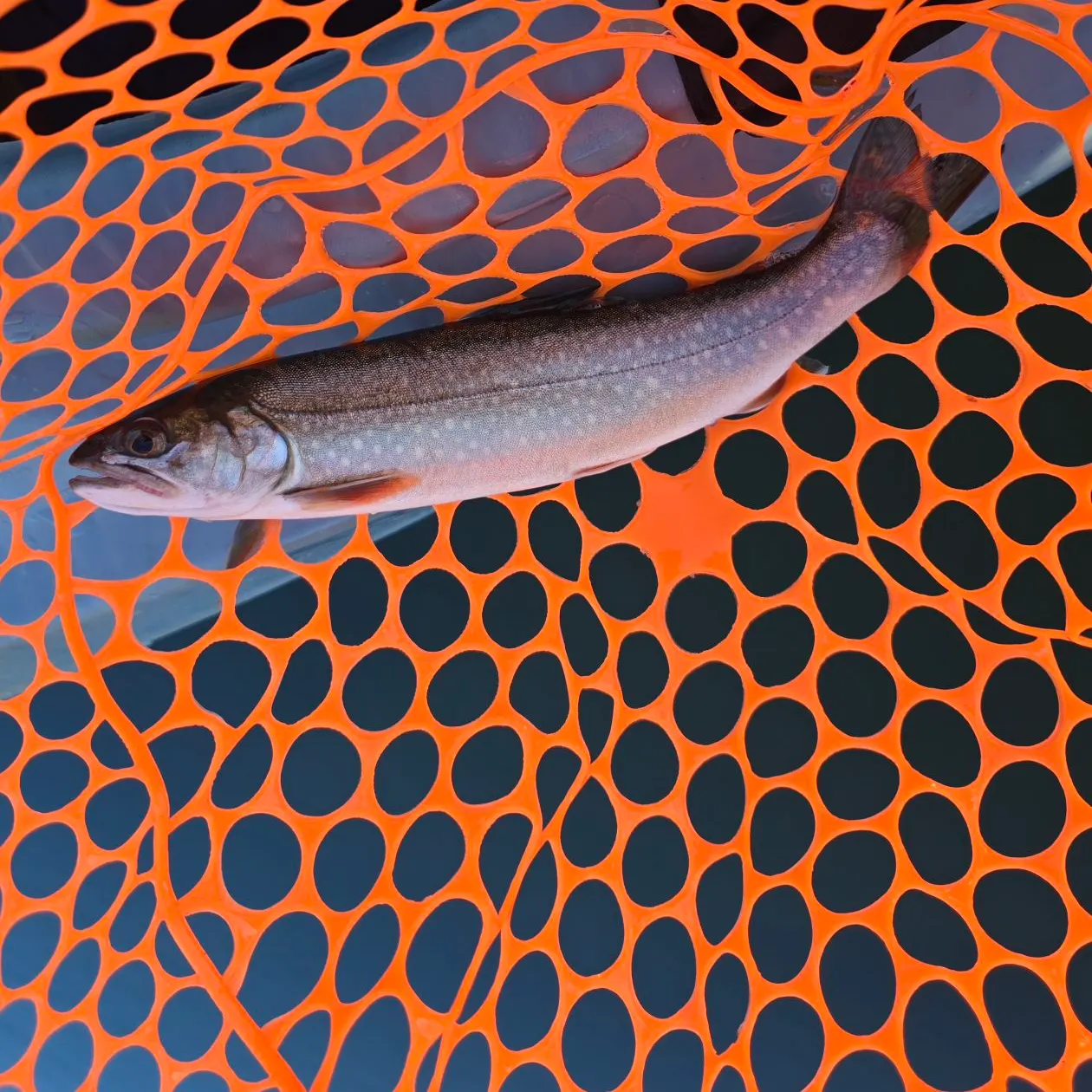 Splake caught on Fishbrain