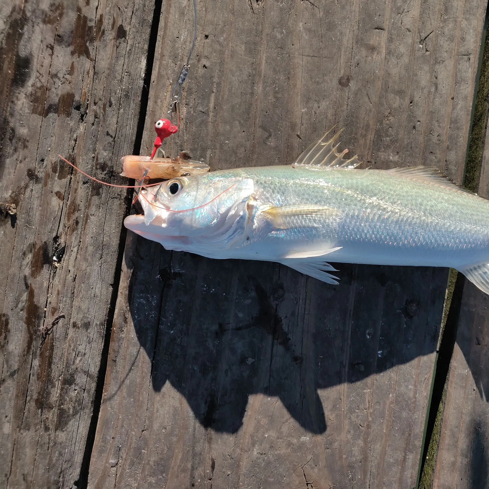 The most recent Sand seatrout catches on Fishbrain