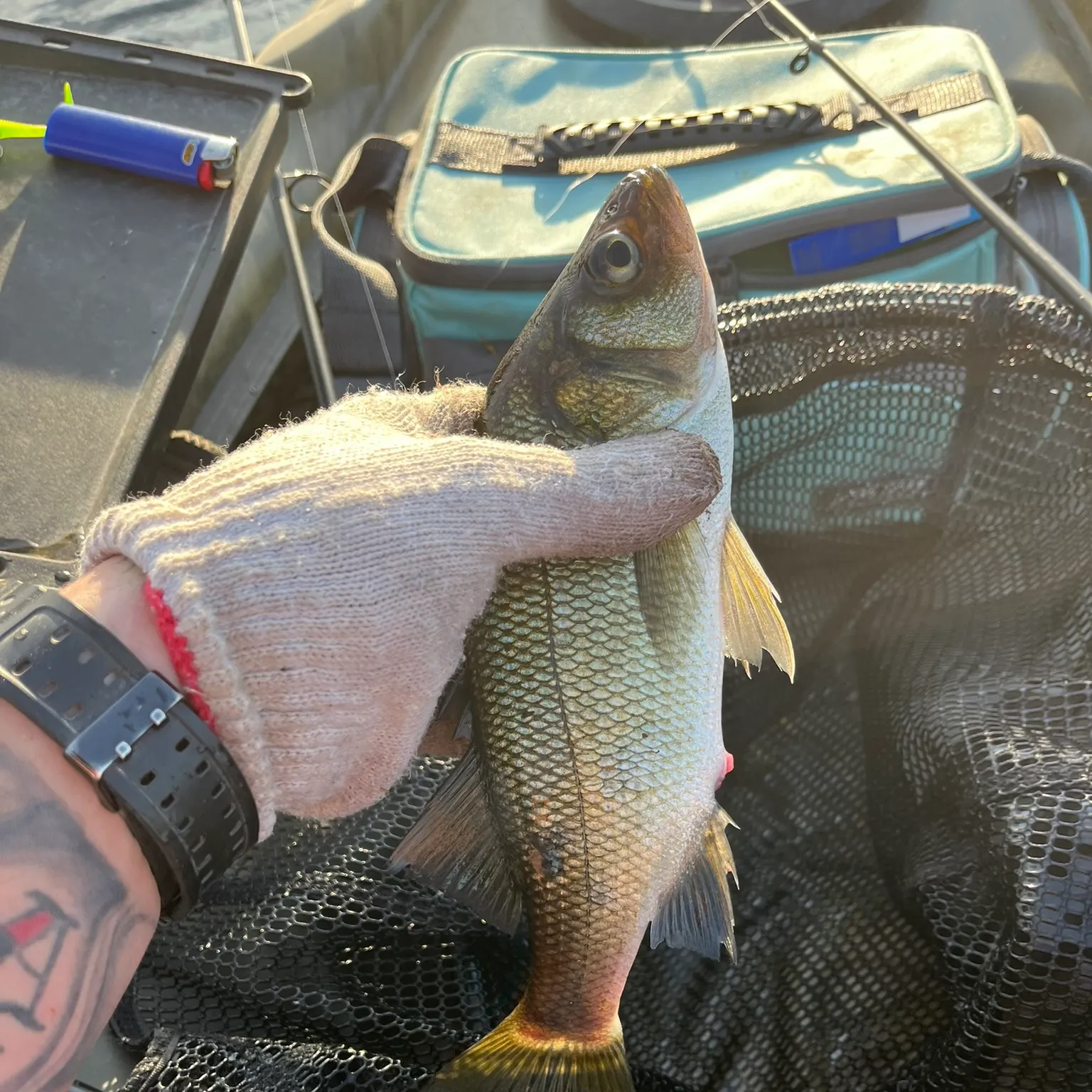 recently logged catches