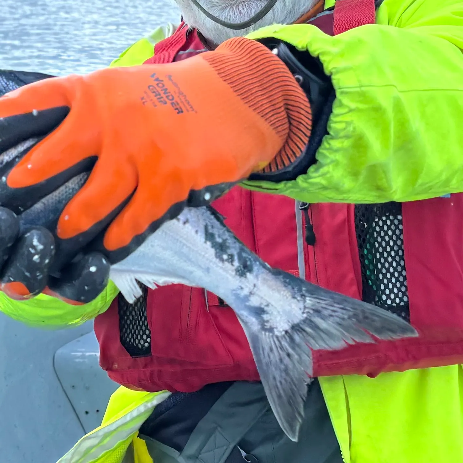 Chinook salmon caught on Fishbrain