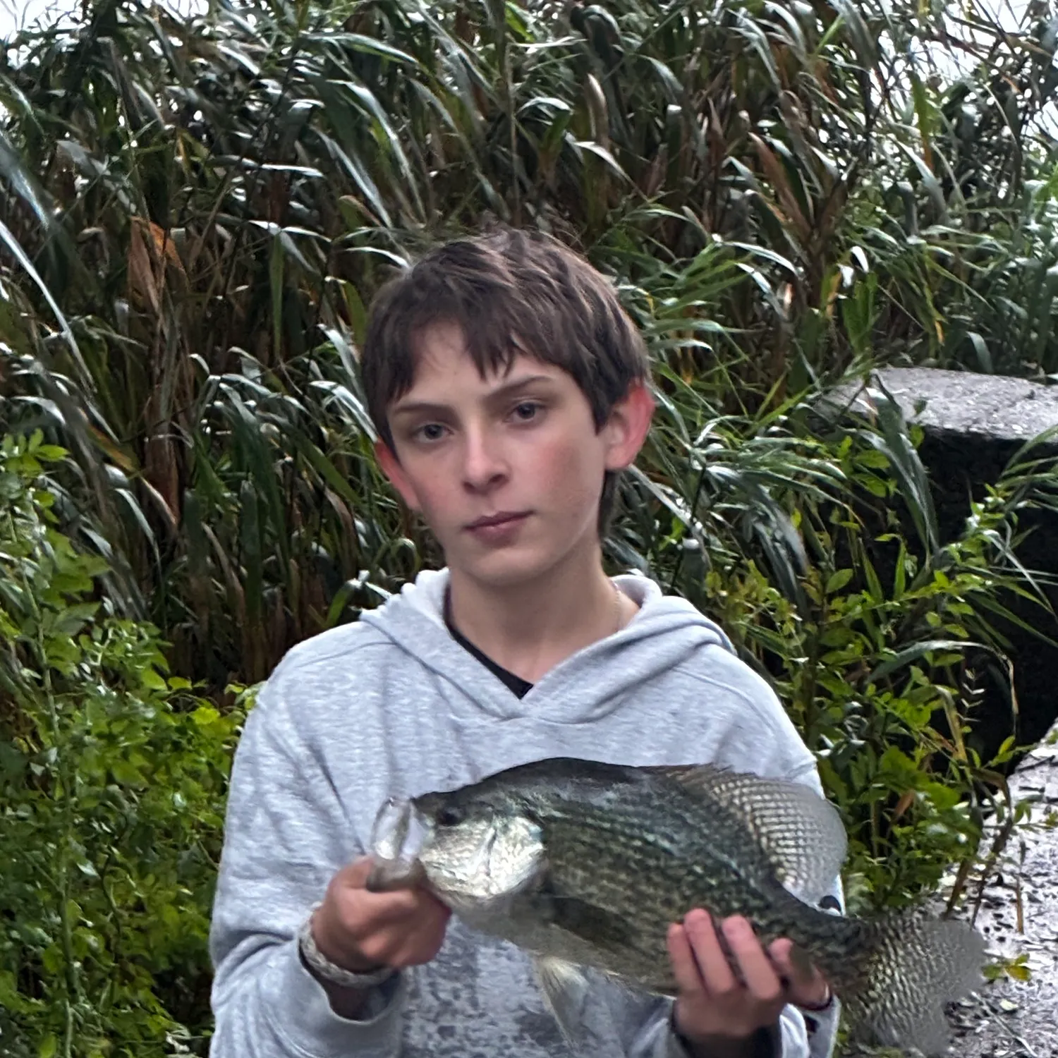 Black crappie caught on Fishbrain