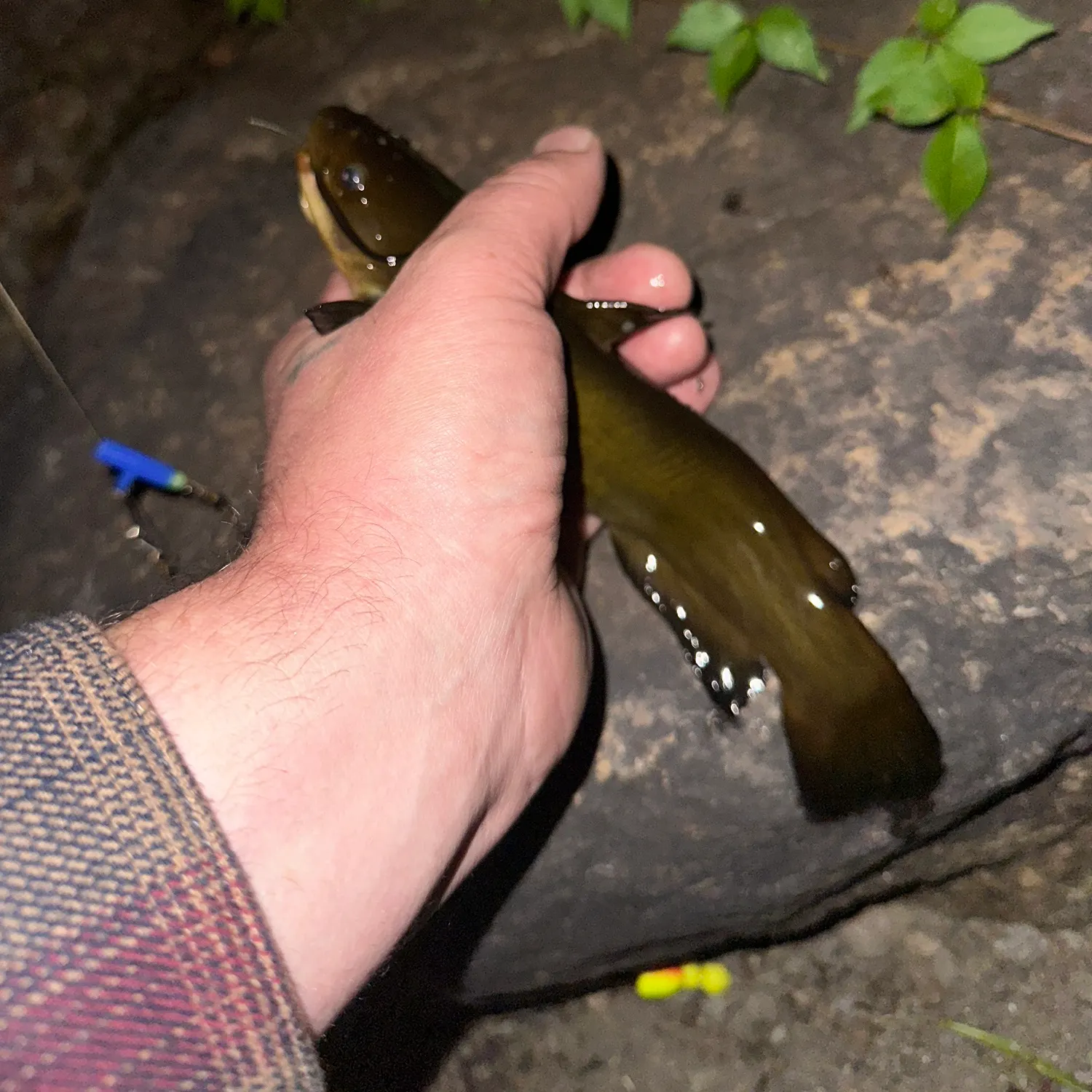 Yellow bullhead caught on Fishbrain