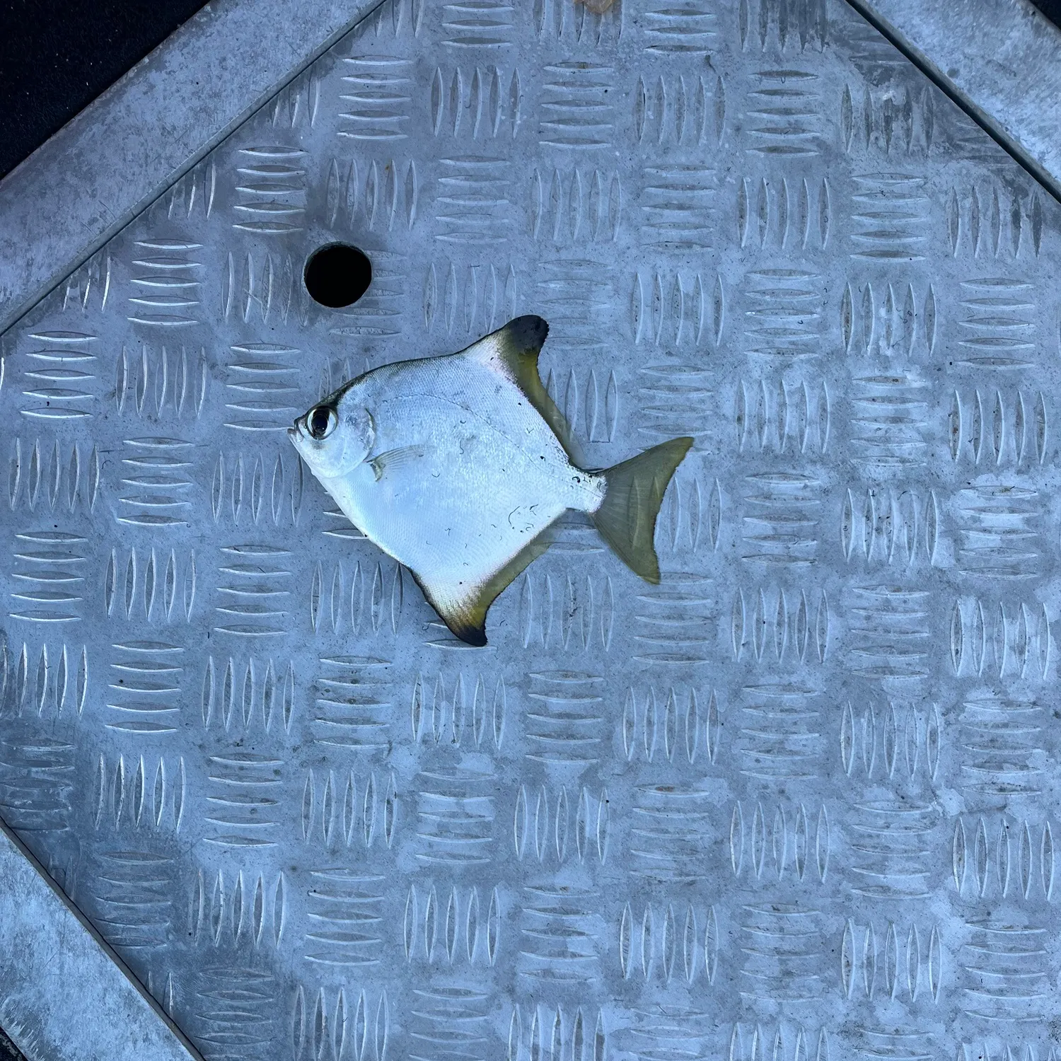 The most recent Silver moony catches on Fishbrain