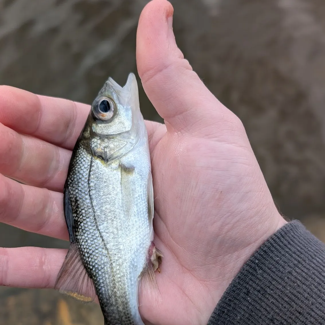 The most recent Australian bass catches on Fishbrain