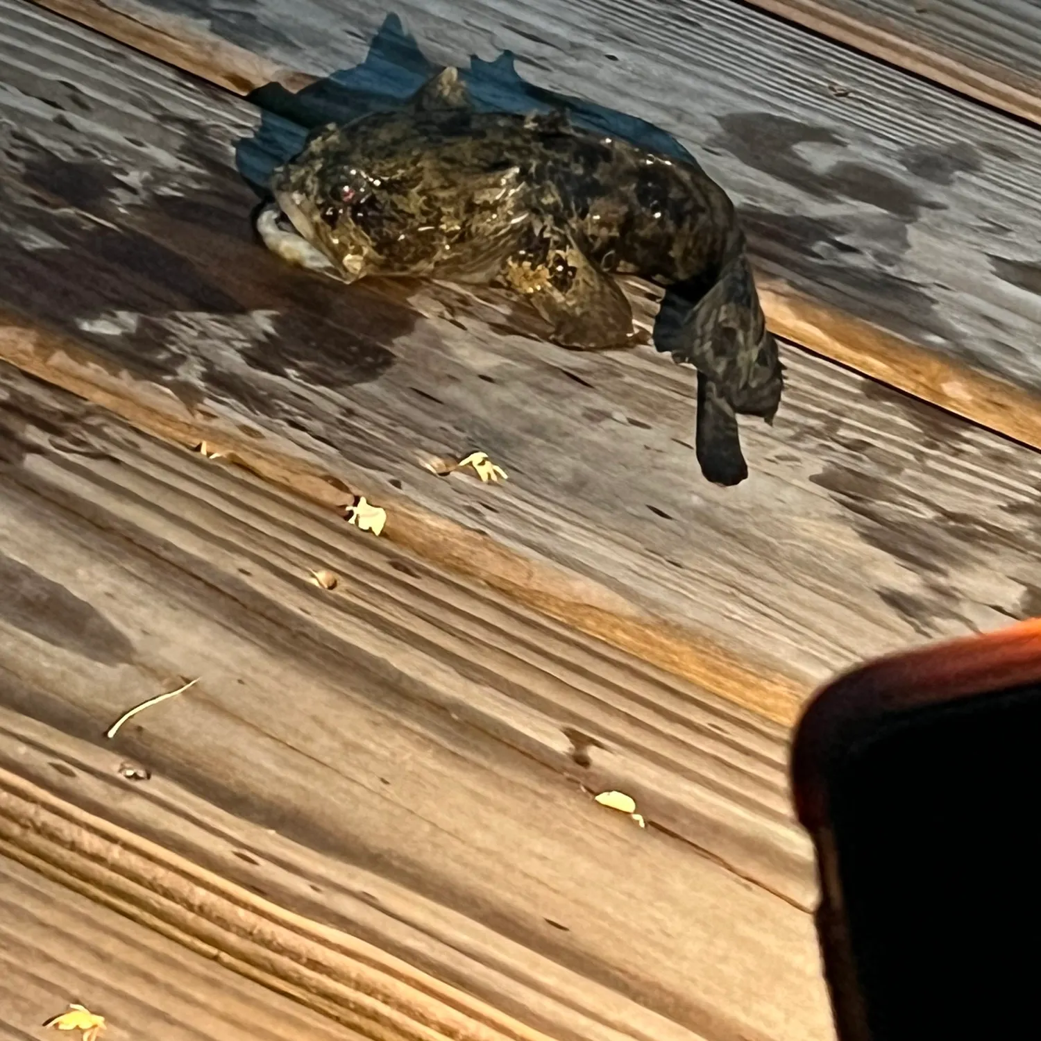 The most recent Gulf toadfish catches on Fishbrain