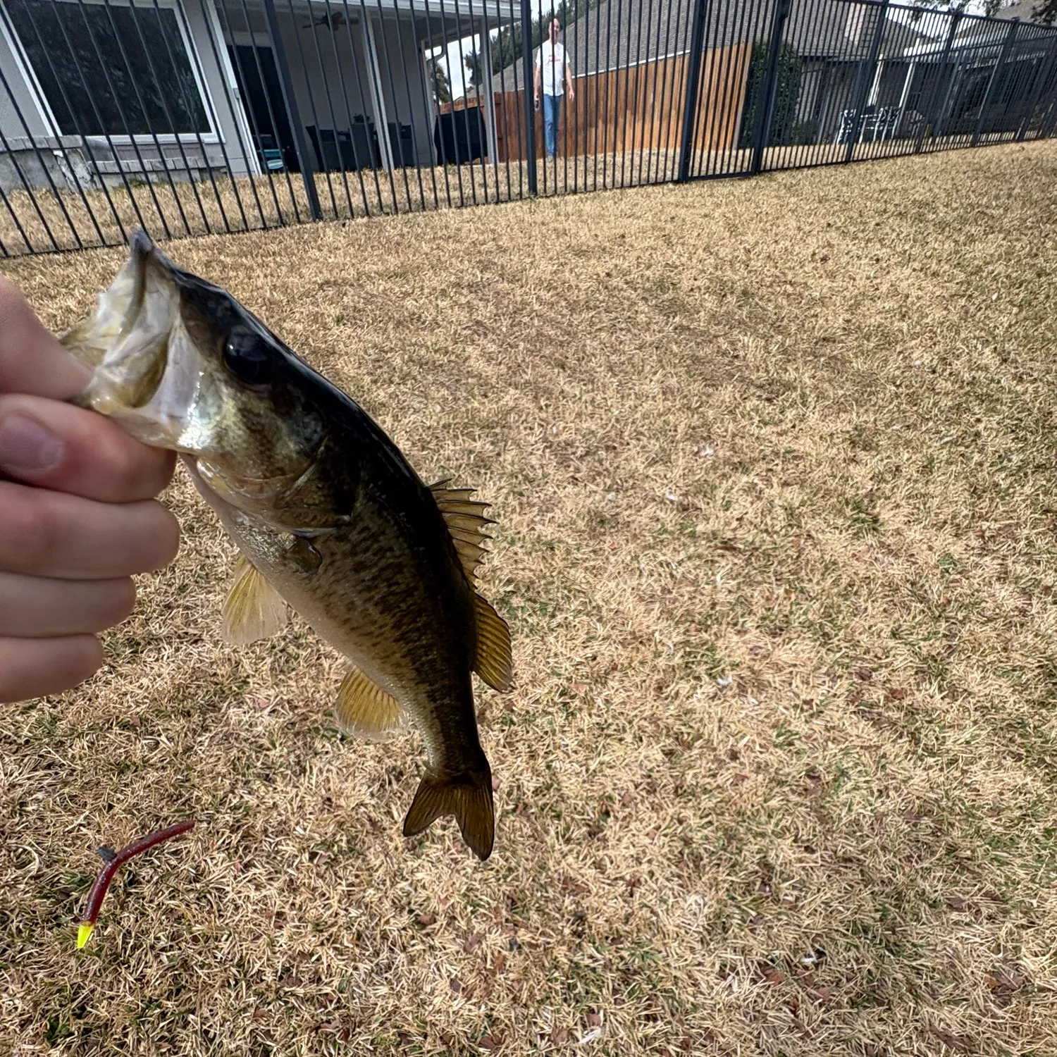 The most recent Largemouth bass catches on Fishbrain