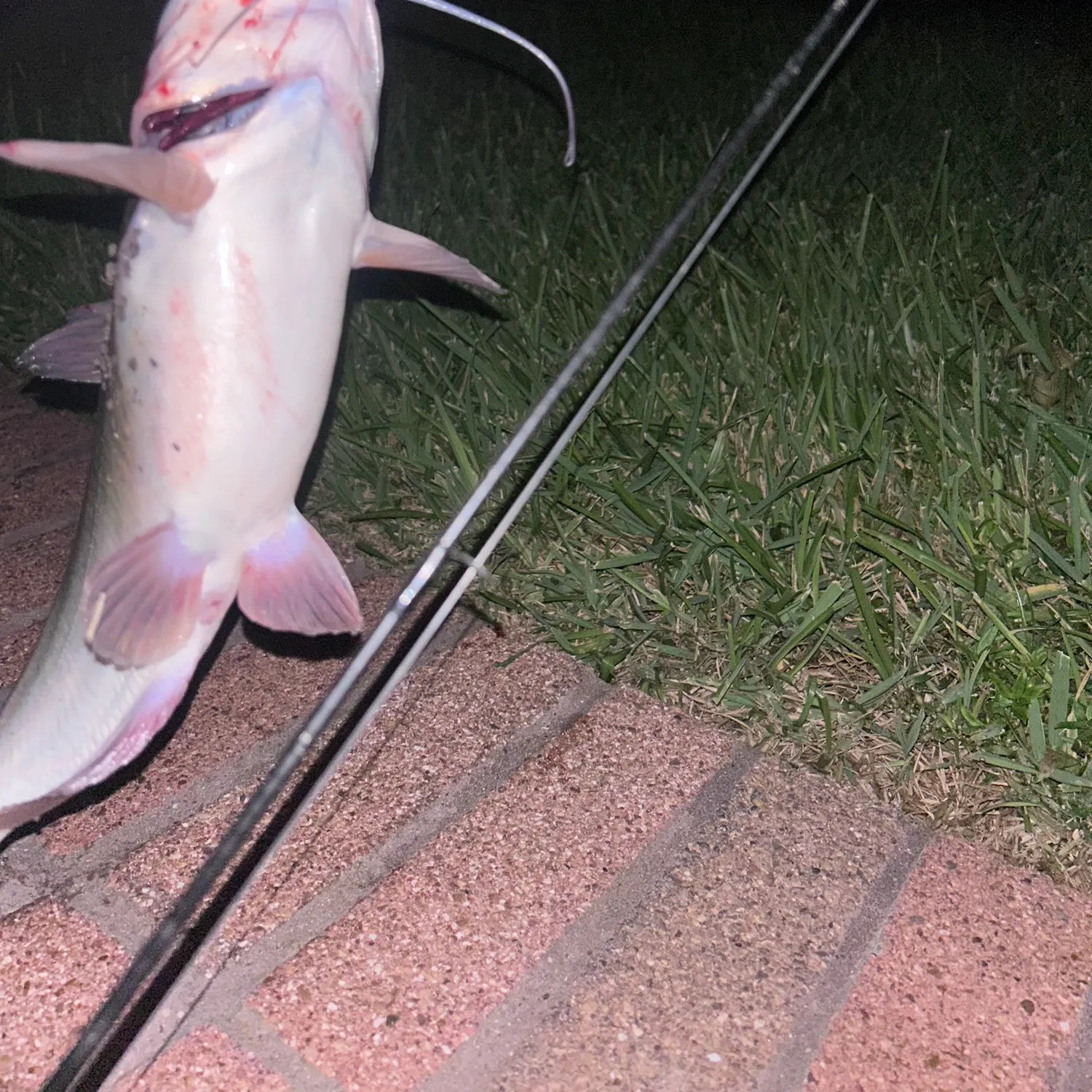 Channel catfish caught on Fishbrain