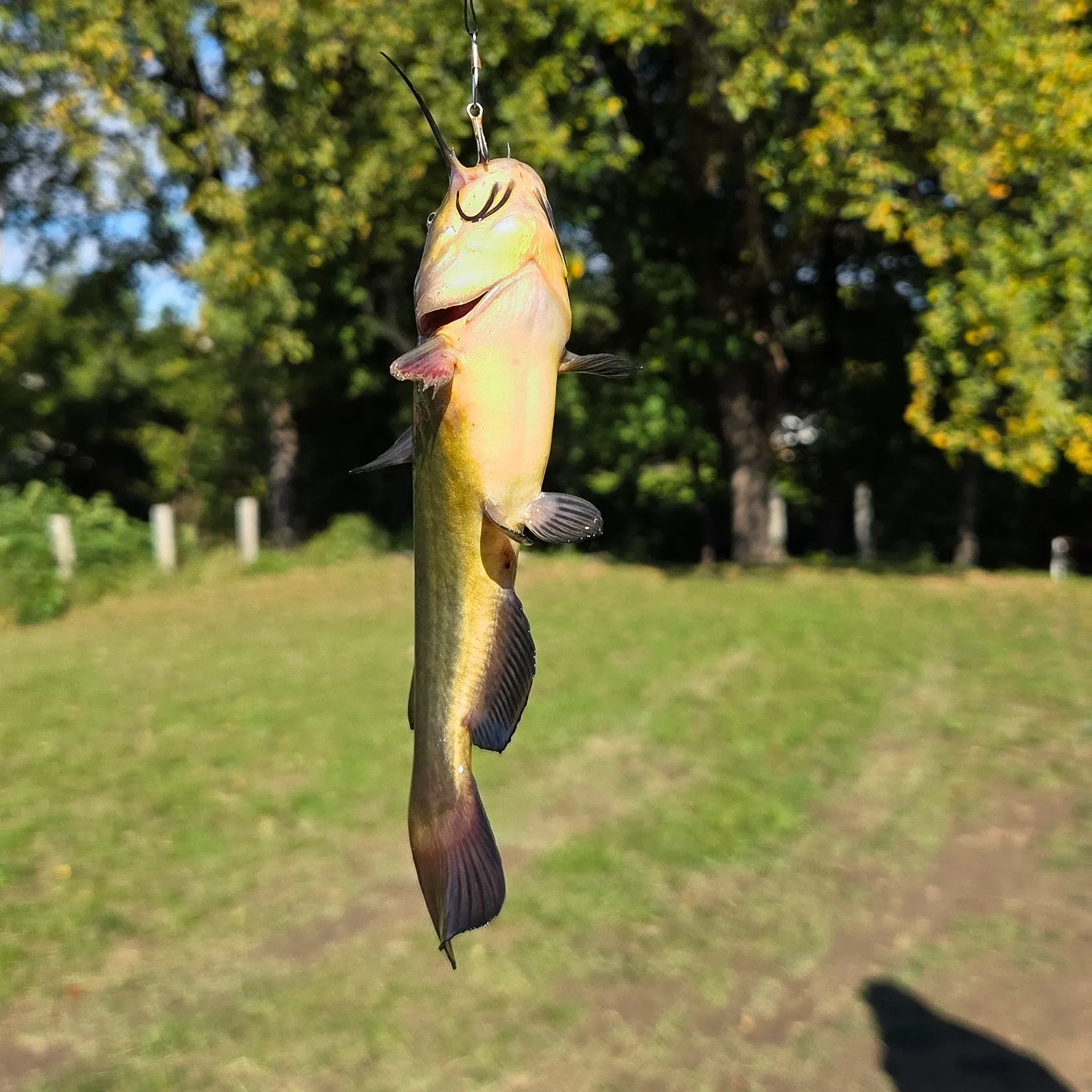 Yellow bullhead caught on Fishbrain