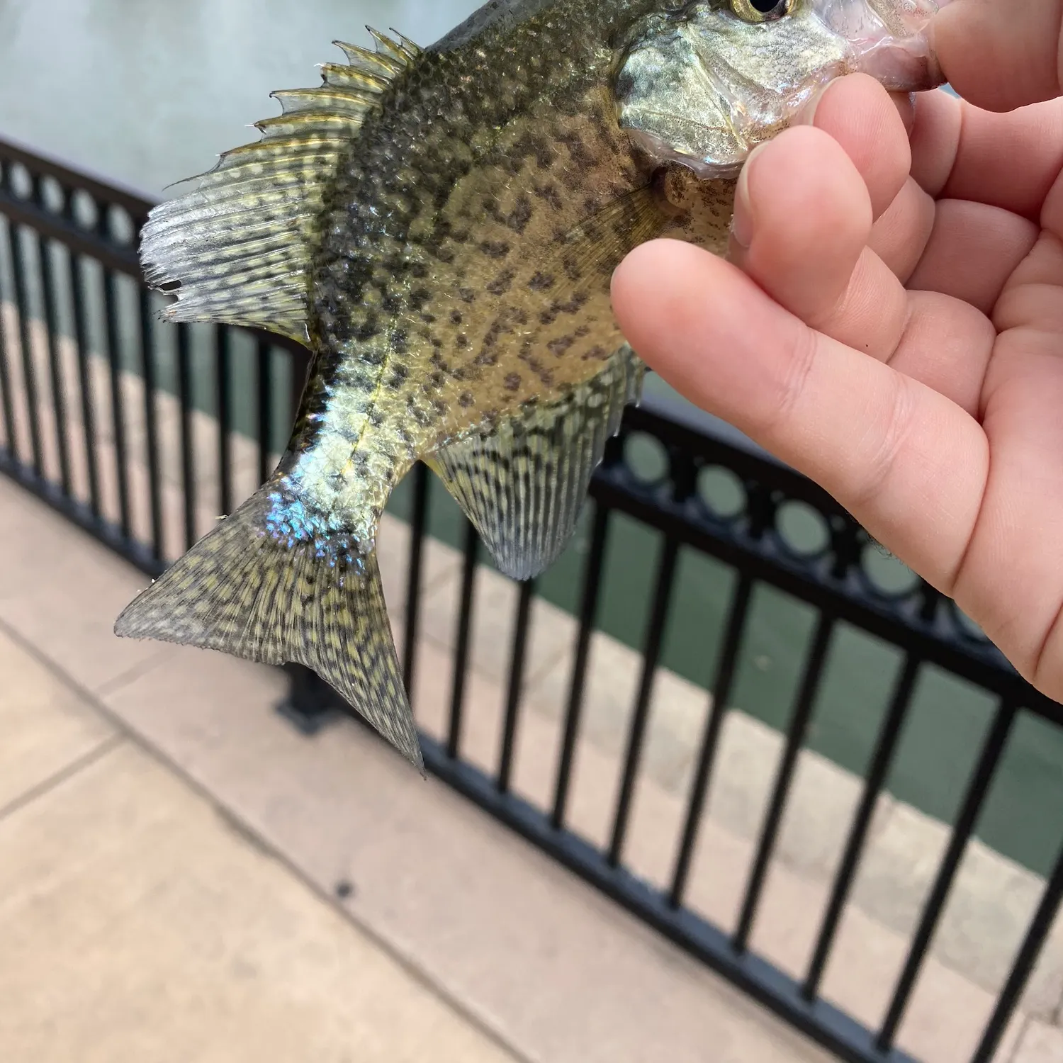 Black crappie caught on Fishbrain