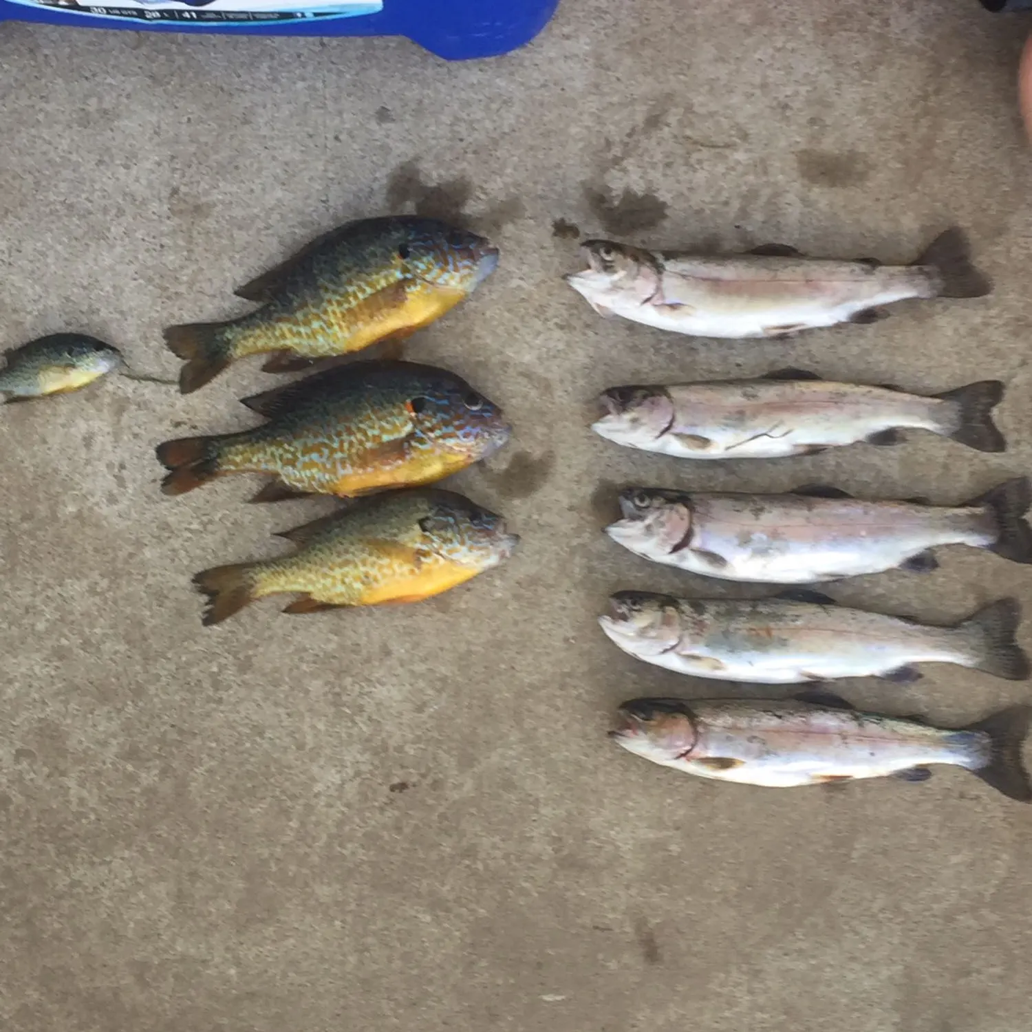 recently logged catches