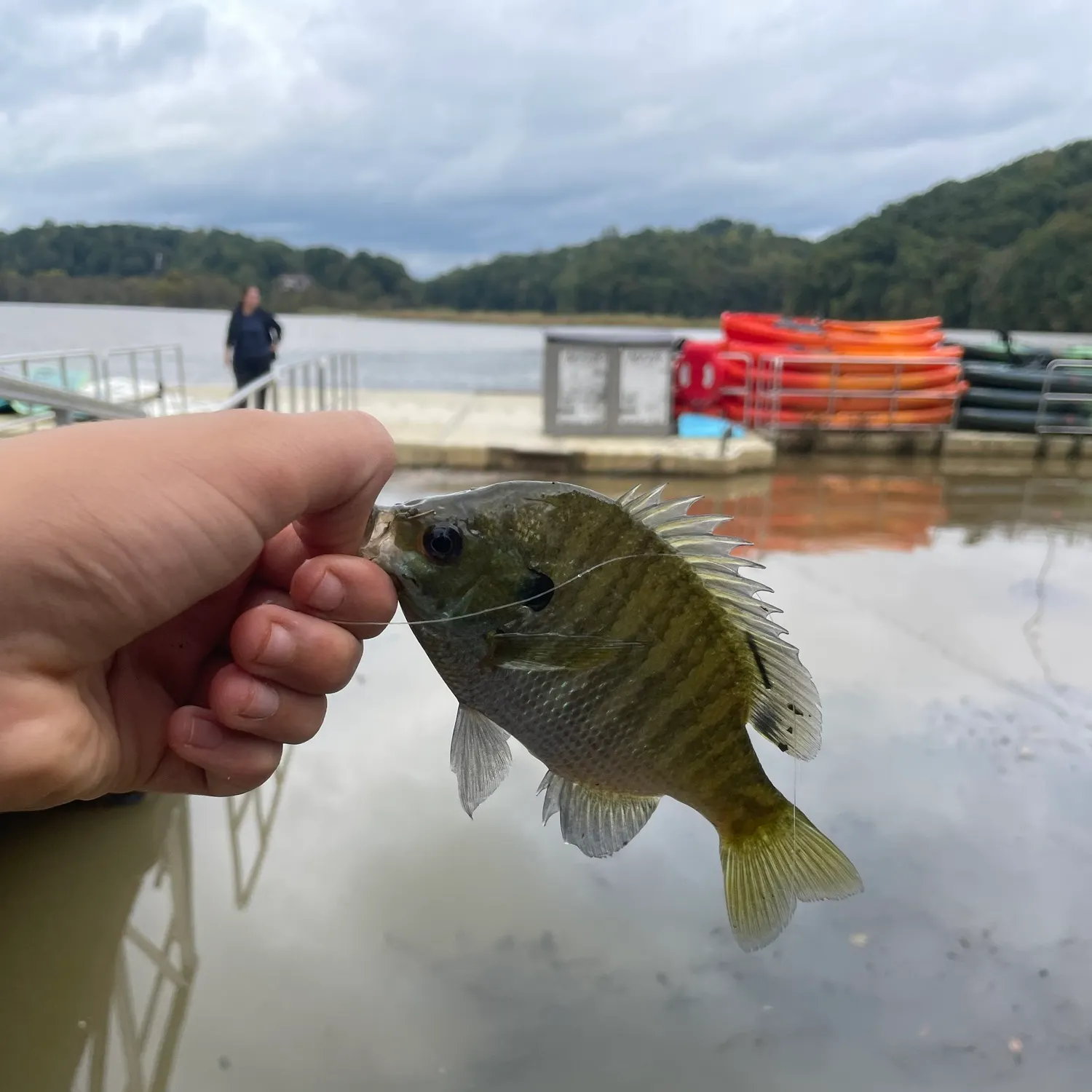 Bluegill caught on Fishbrain