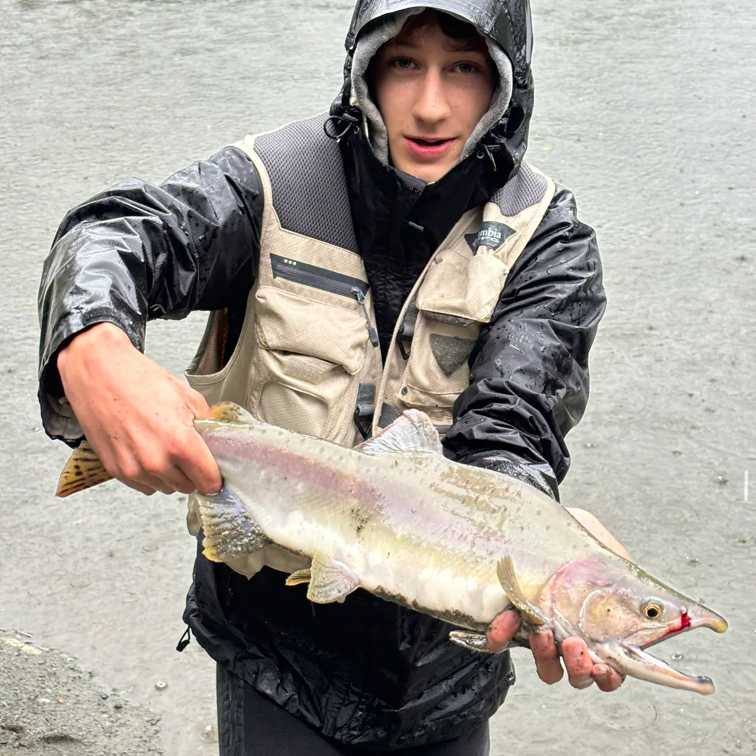 Pink salmon caught on Fishbrain