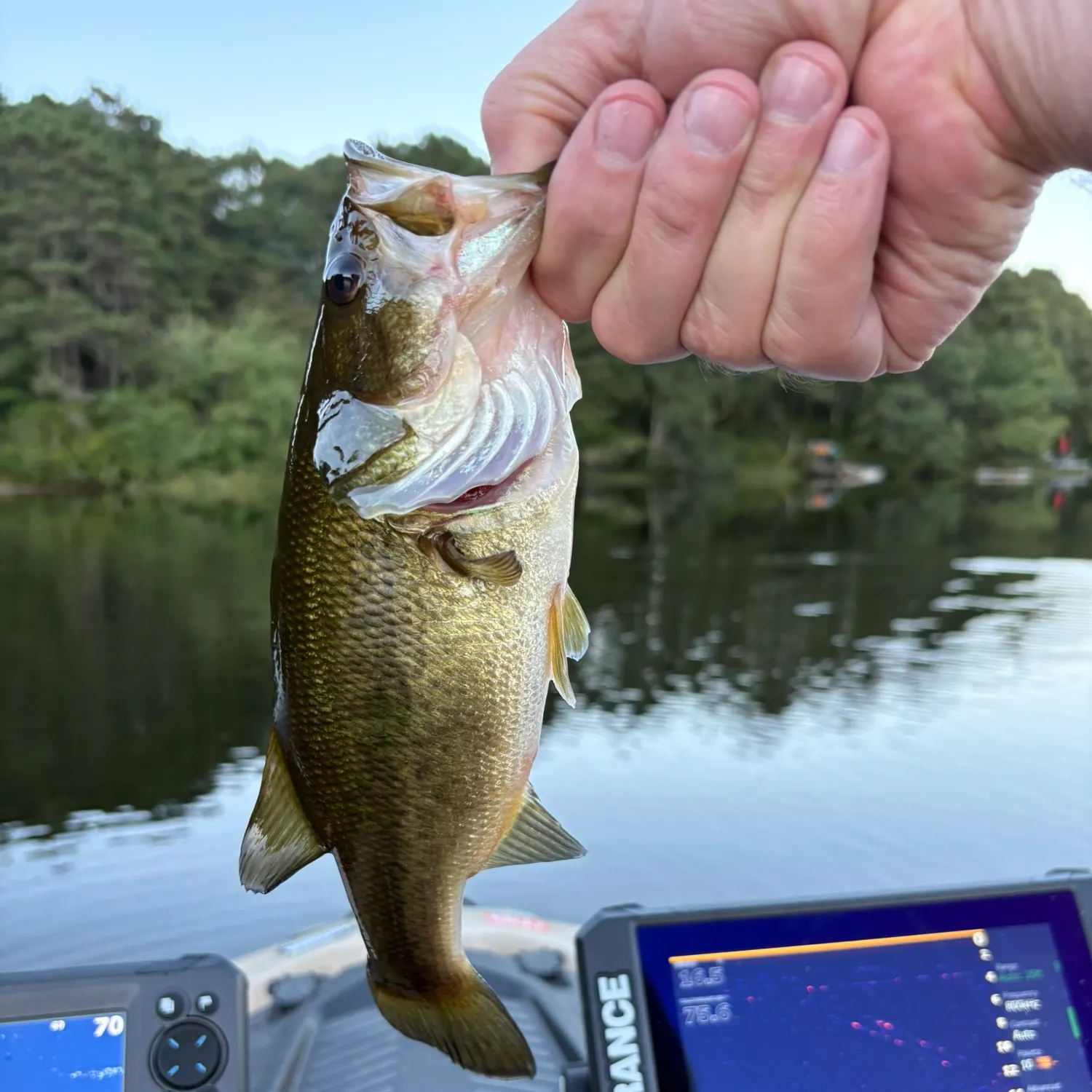 Largemouth bass caught on Fishbrain