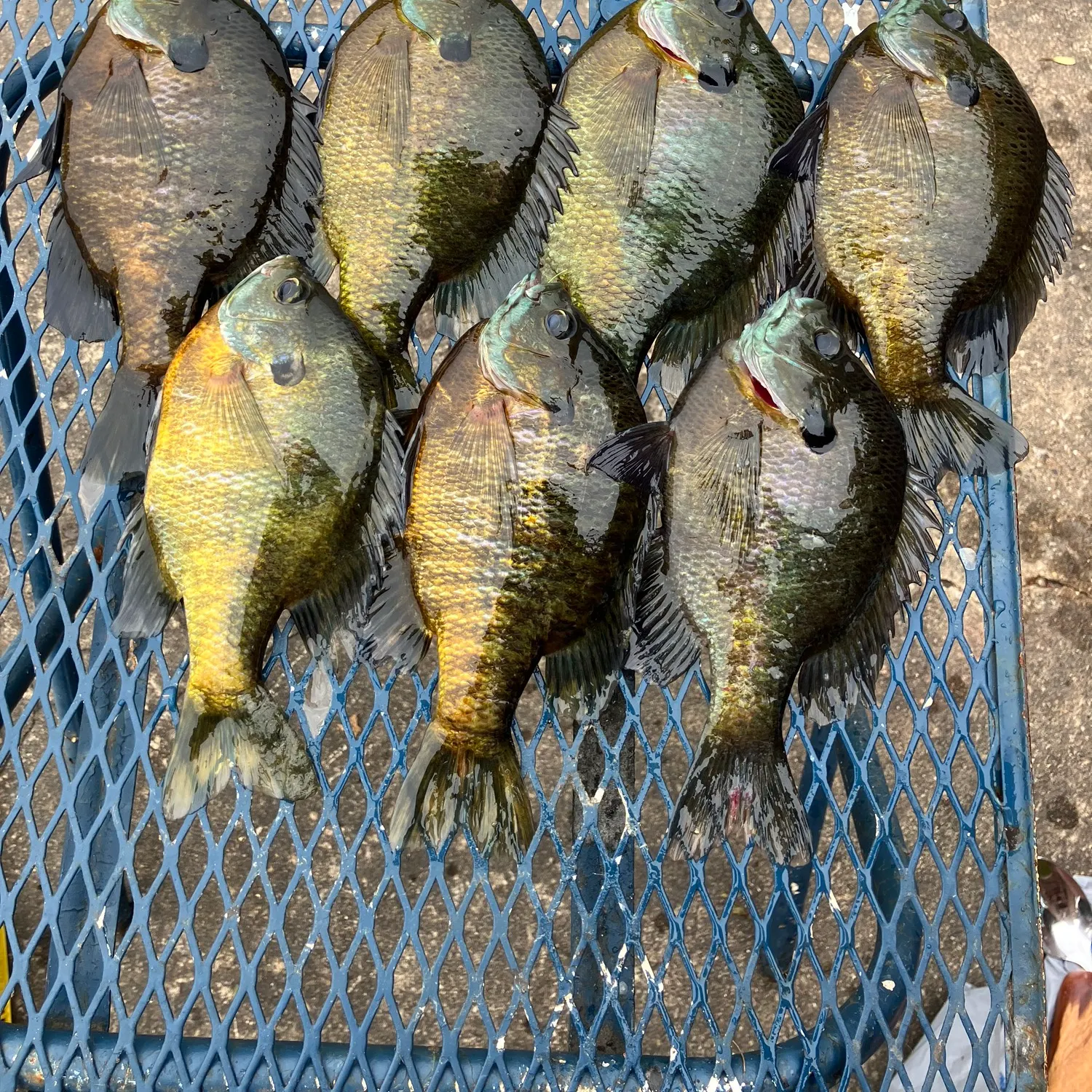 recently logged catches