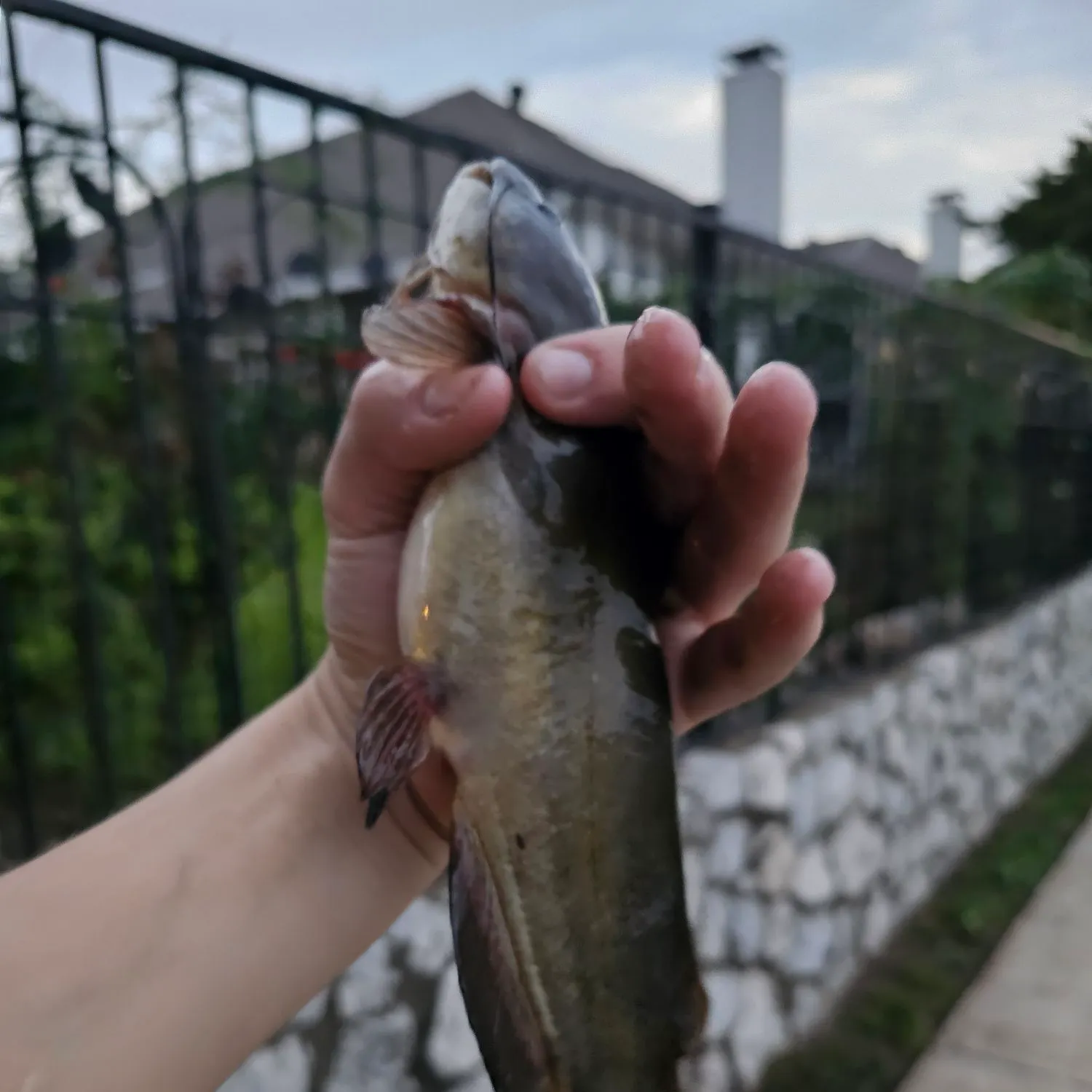 Black bullhead caught on Fishbrain