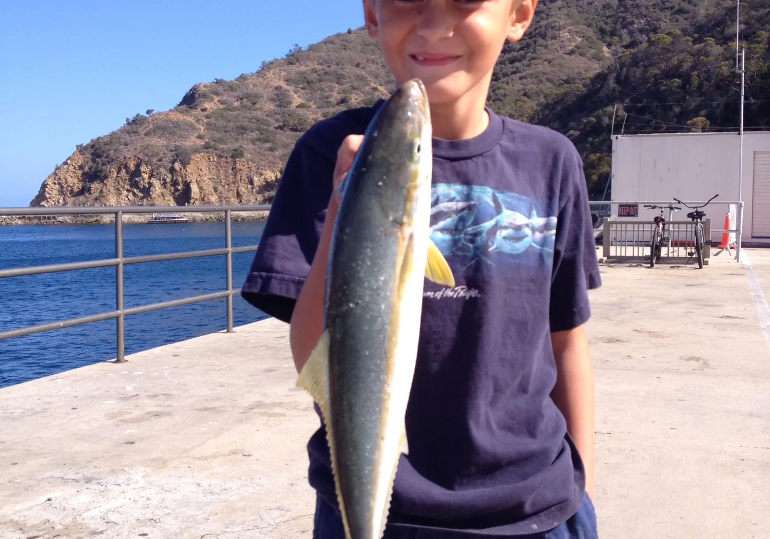 Japanese amberjack